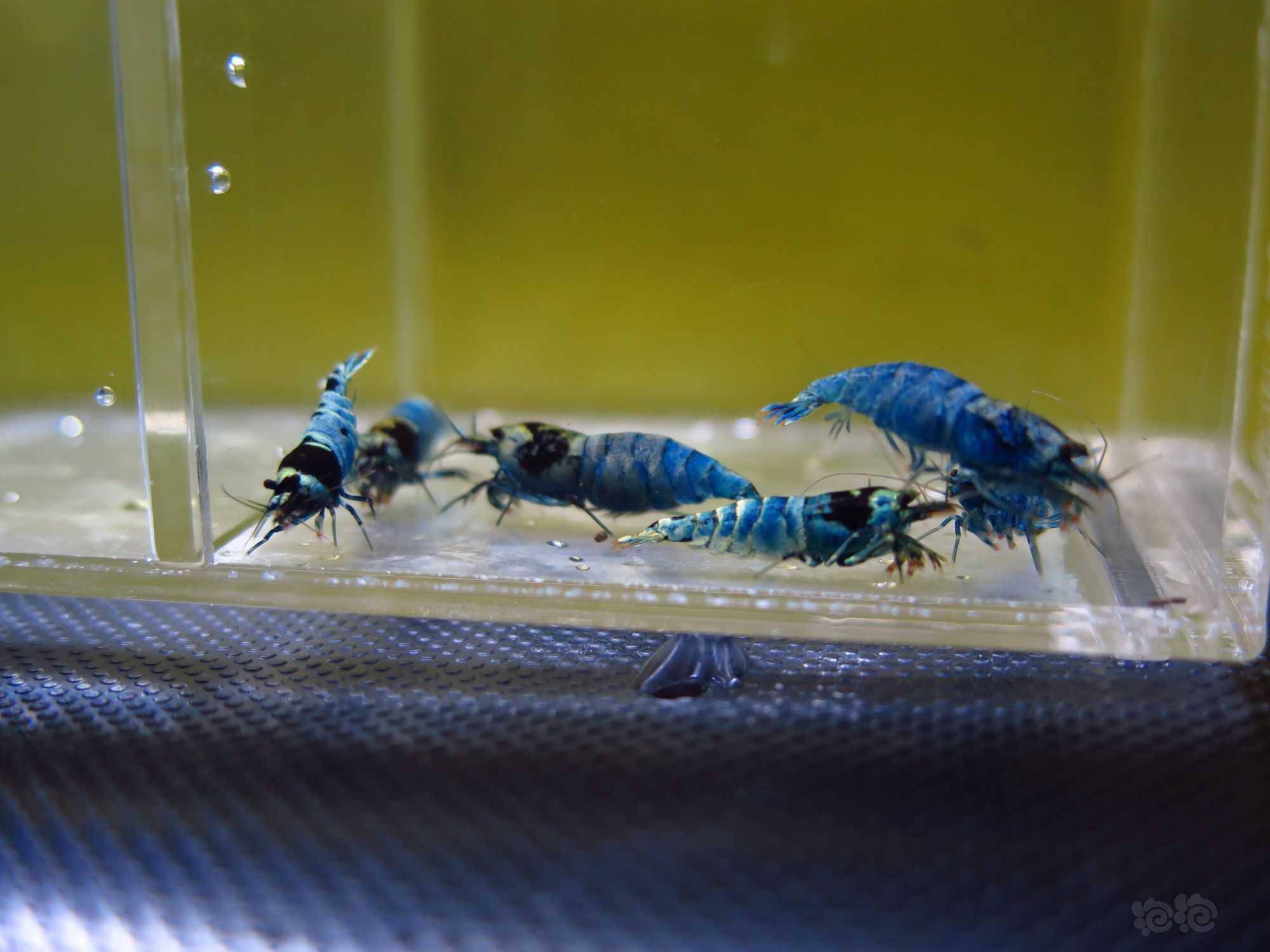 2022-9-2#rmb拍卖蓝金刚系水晶虾1公5母 - 泡泡水族