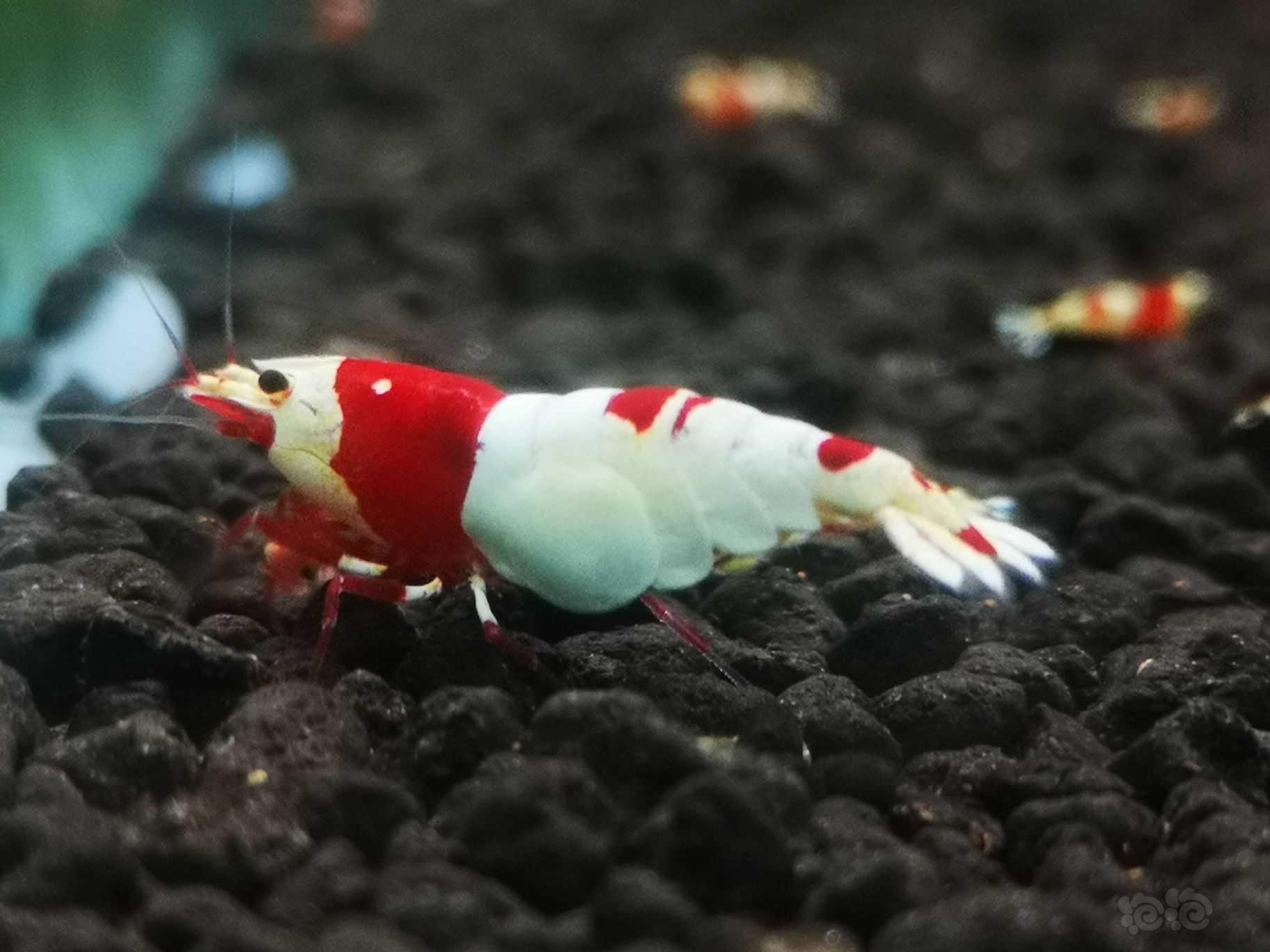 【水晶虾】红白纯血母一只 种虾  送一公-图3