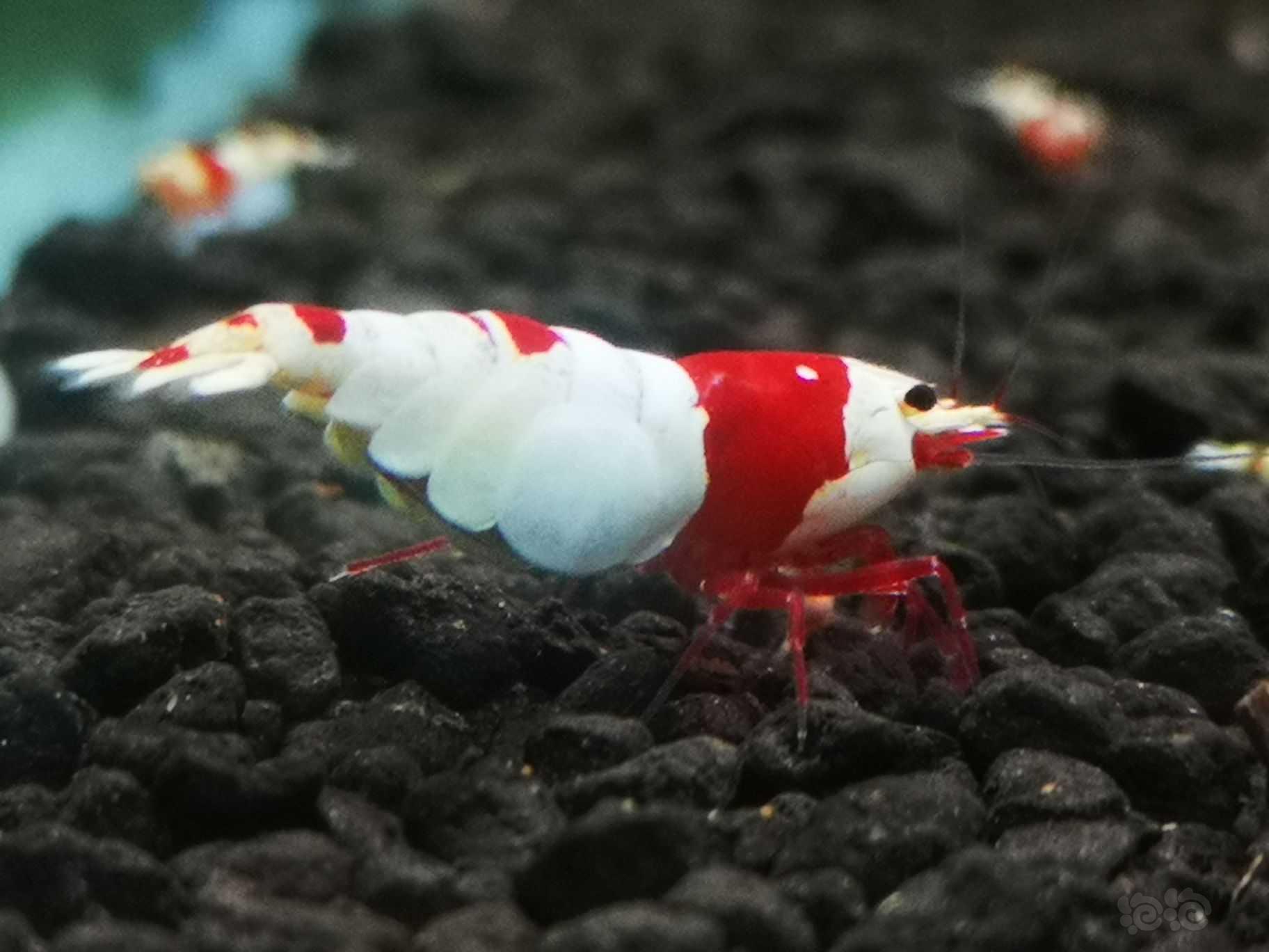 【水晶虾】红白纯血母一只 种虾  送一公-图4