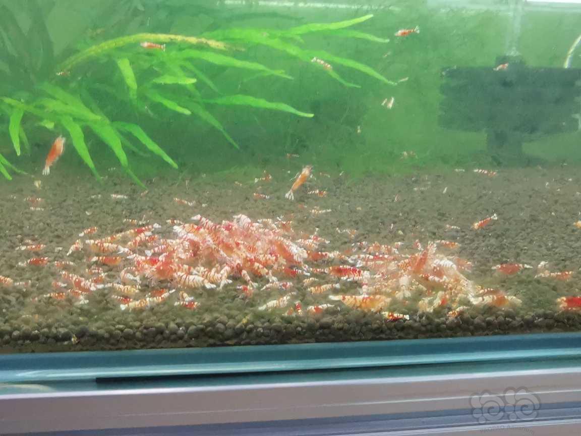 【水晶虾】哈尔滨处理淘汰红花虎苗-图1
