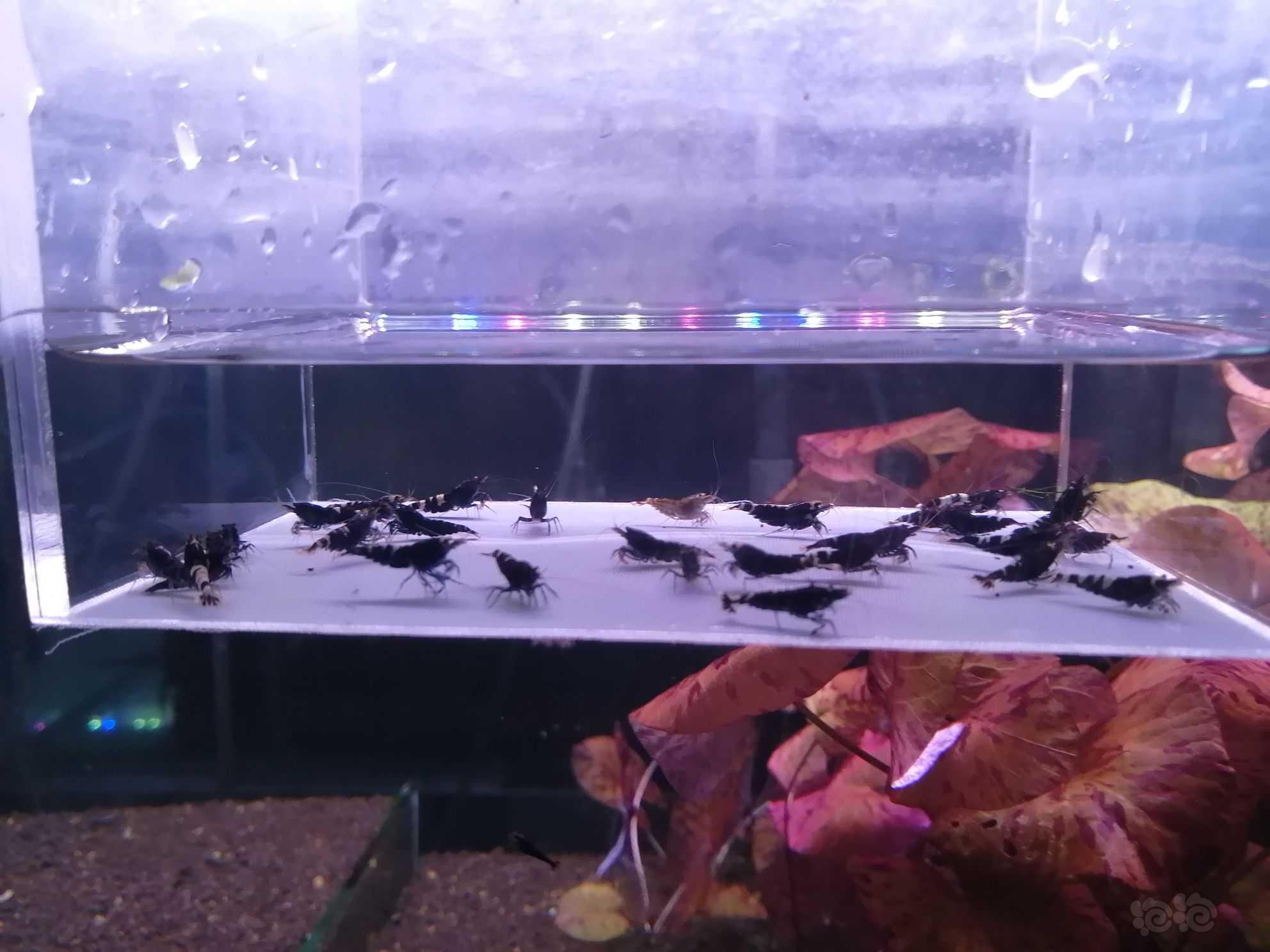 【虾】2022-09-27＃RMB拍卖金属紫繁殖组30只。-图6