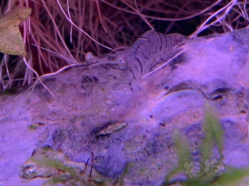 花腰虾除藻还是给力，图2亲眼看着把一簇刚毛吃完了-图2