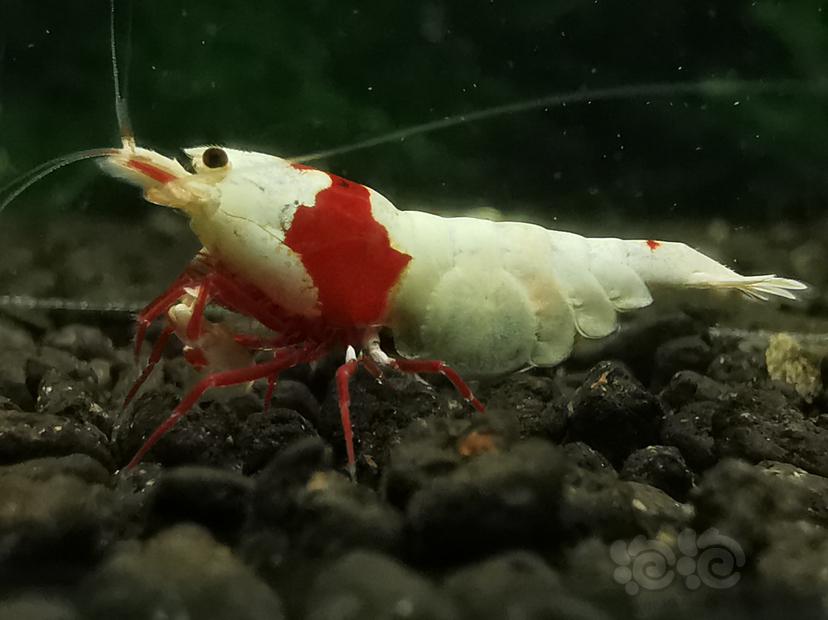 【虾】2022-09-07#RMB拍卖#红白水晶虾两只-图3
