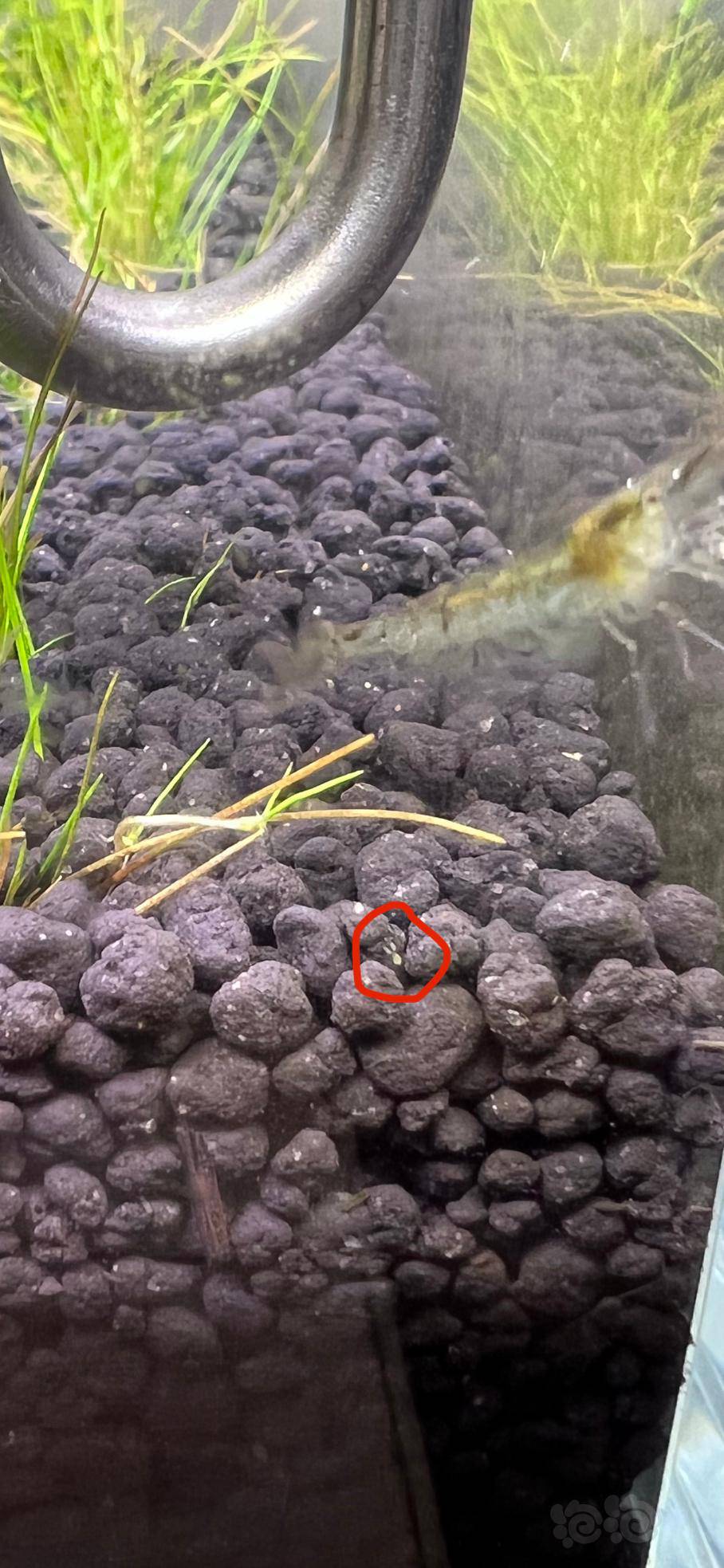 这是剑水蚤吗?-图1