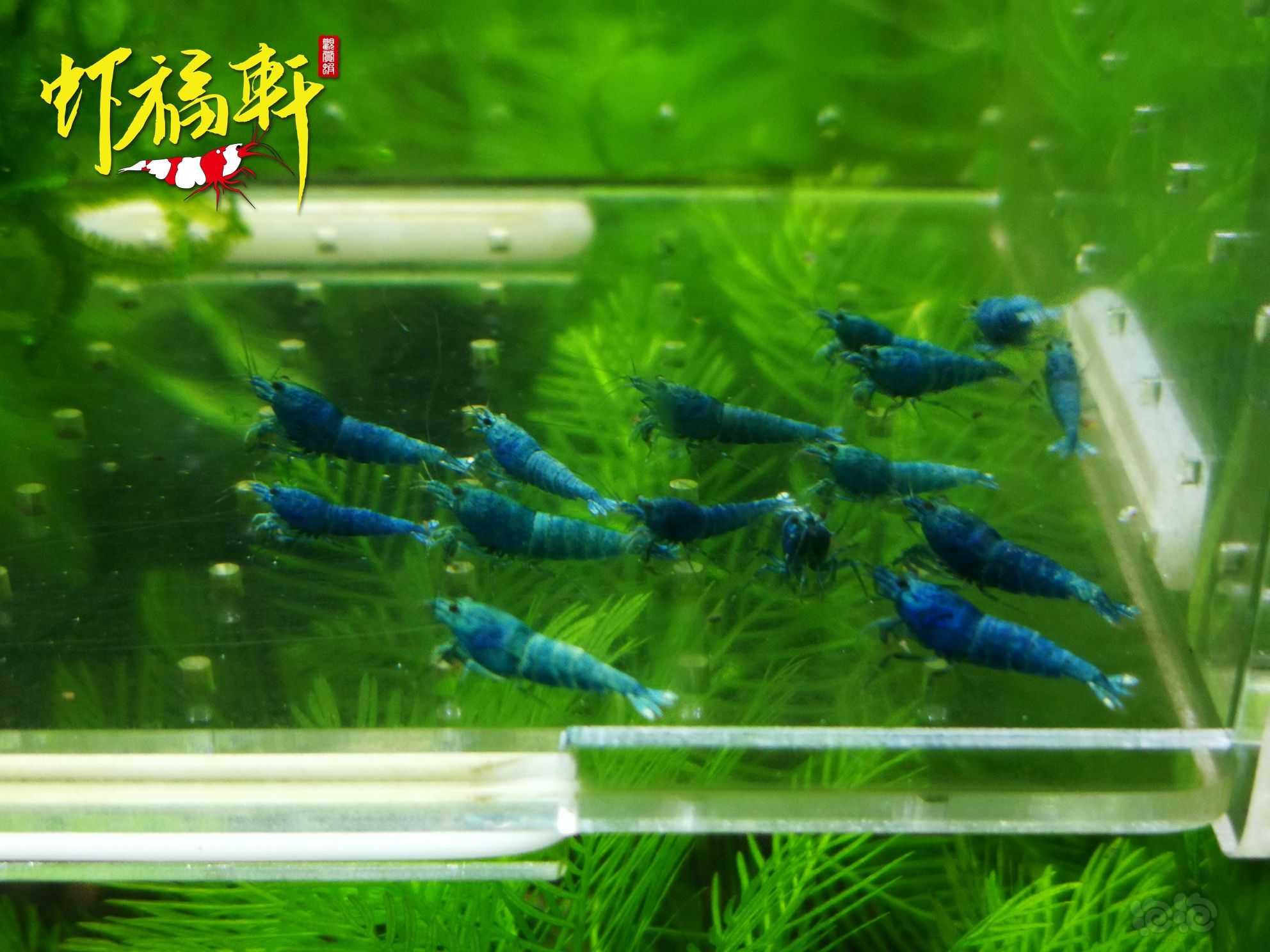 【虾】2022-09-23#RMB拍卖#蓝金刚小苗15只-图2