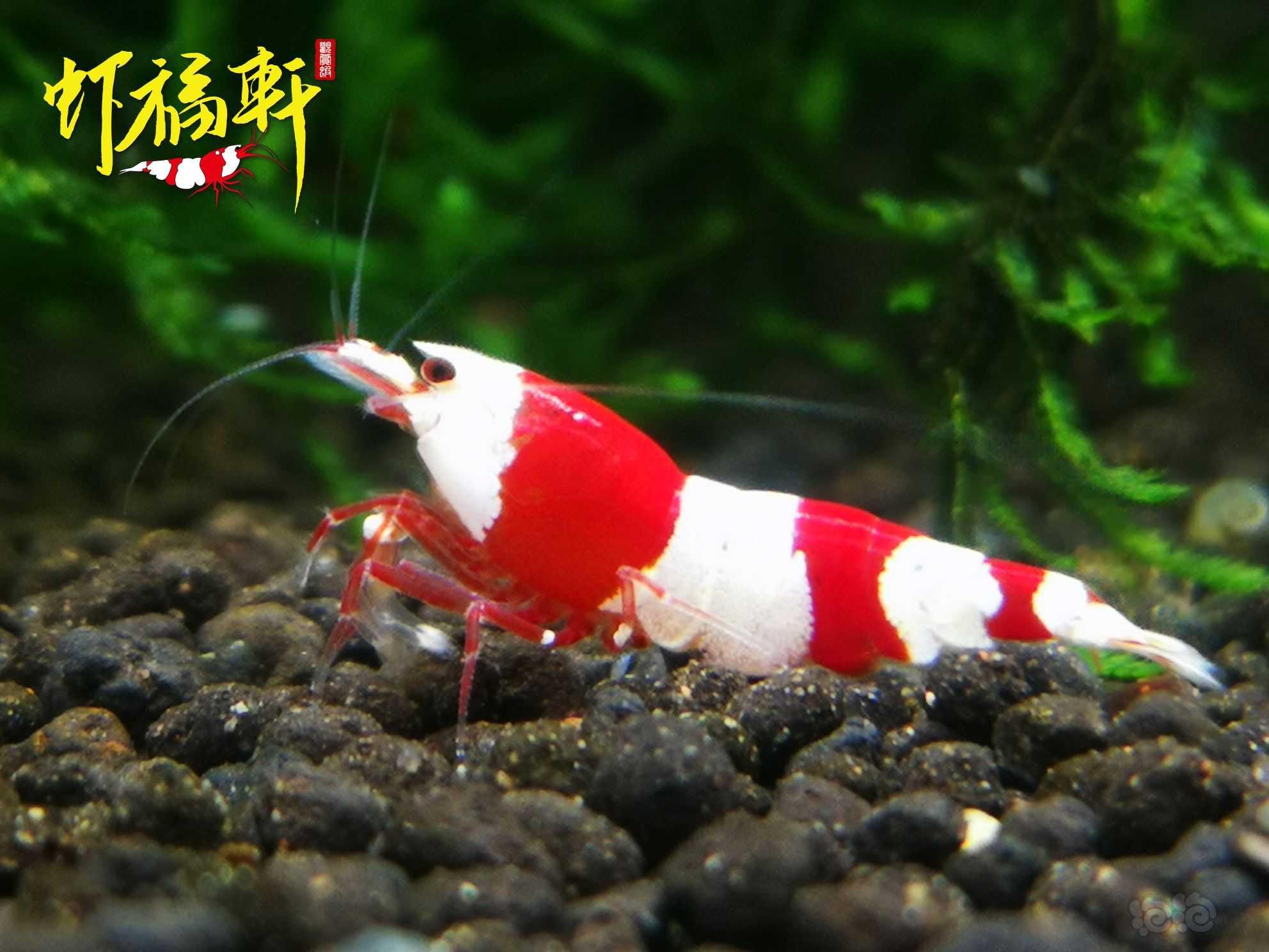 【虾】2022-09-16#RMB拍卖#红白三段V型繁殖组6只-图3