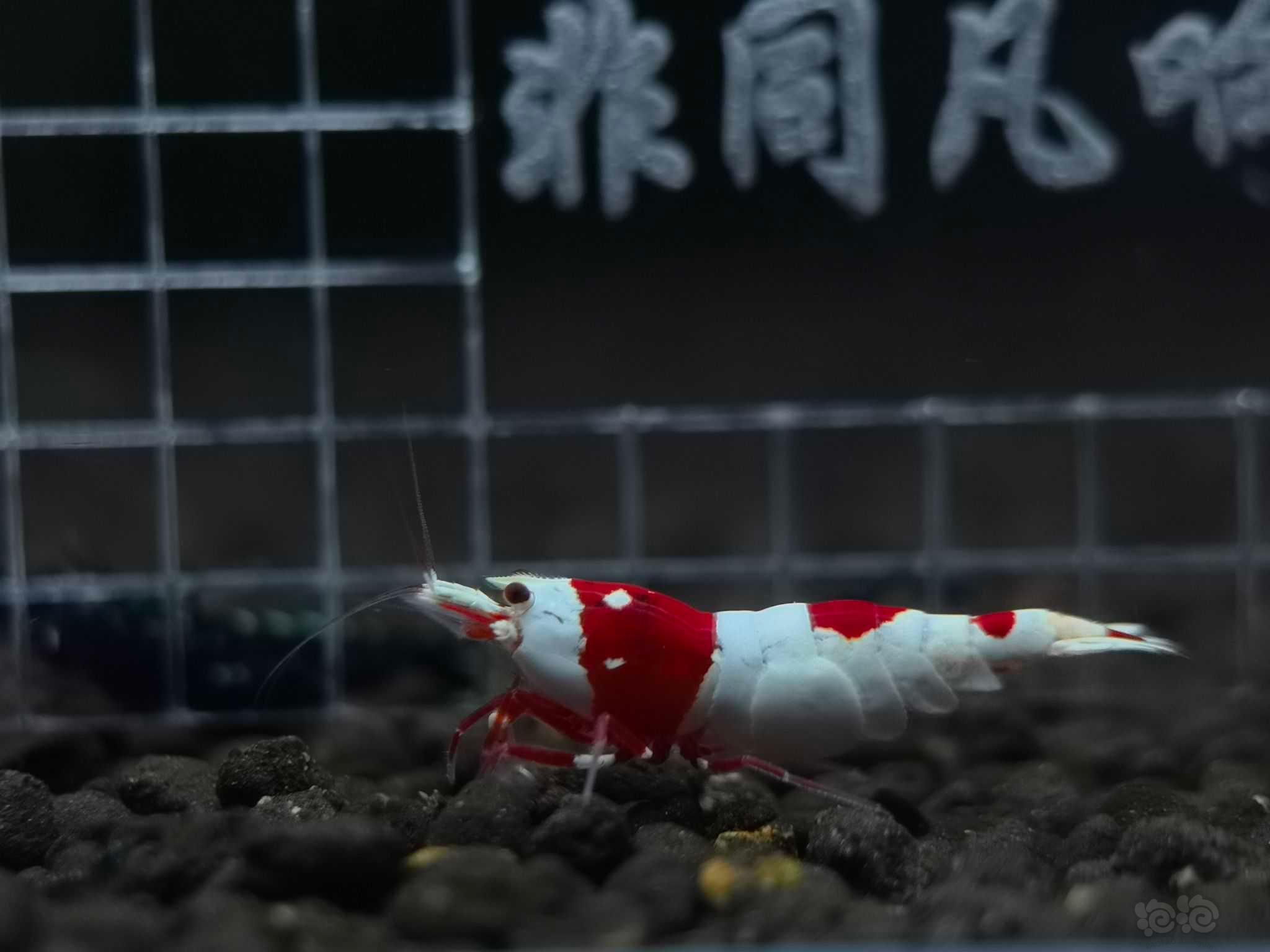 【虾】2022-09-11#RMB拍卖一线纯血红白种虾1公2母-图4