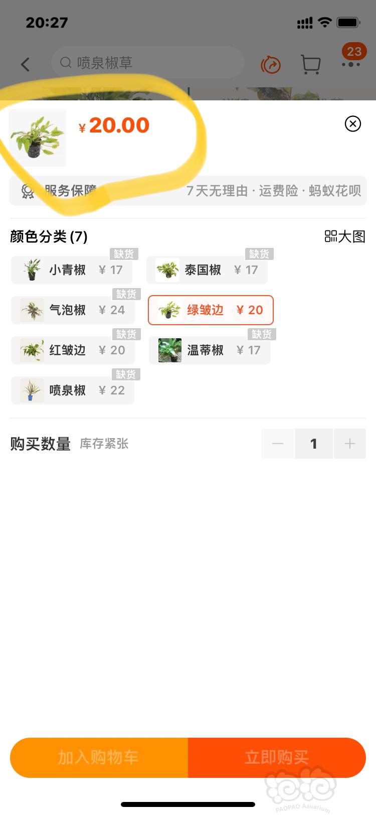 【出售】出绿皱边椒草-图4