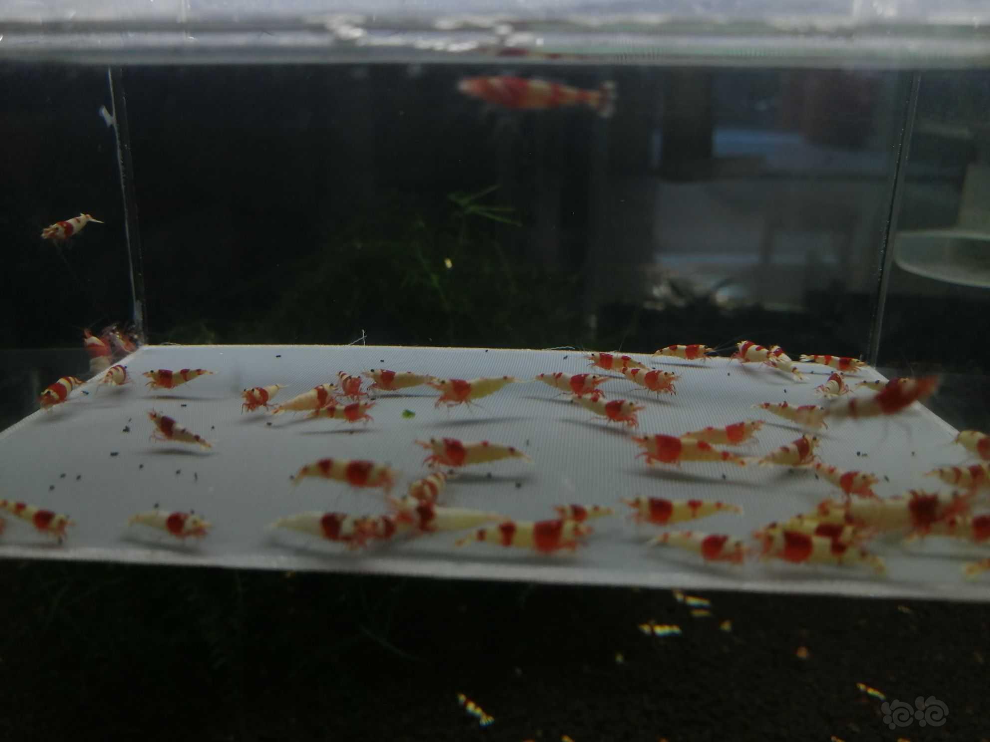 【虾】2022-09-21＃RMB拍卖纯血红白幼虾78只。-图2