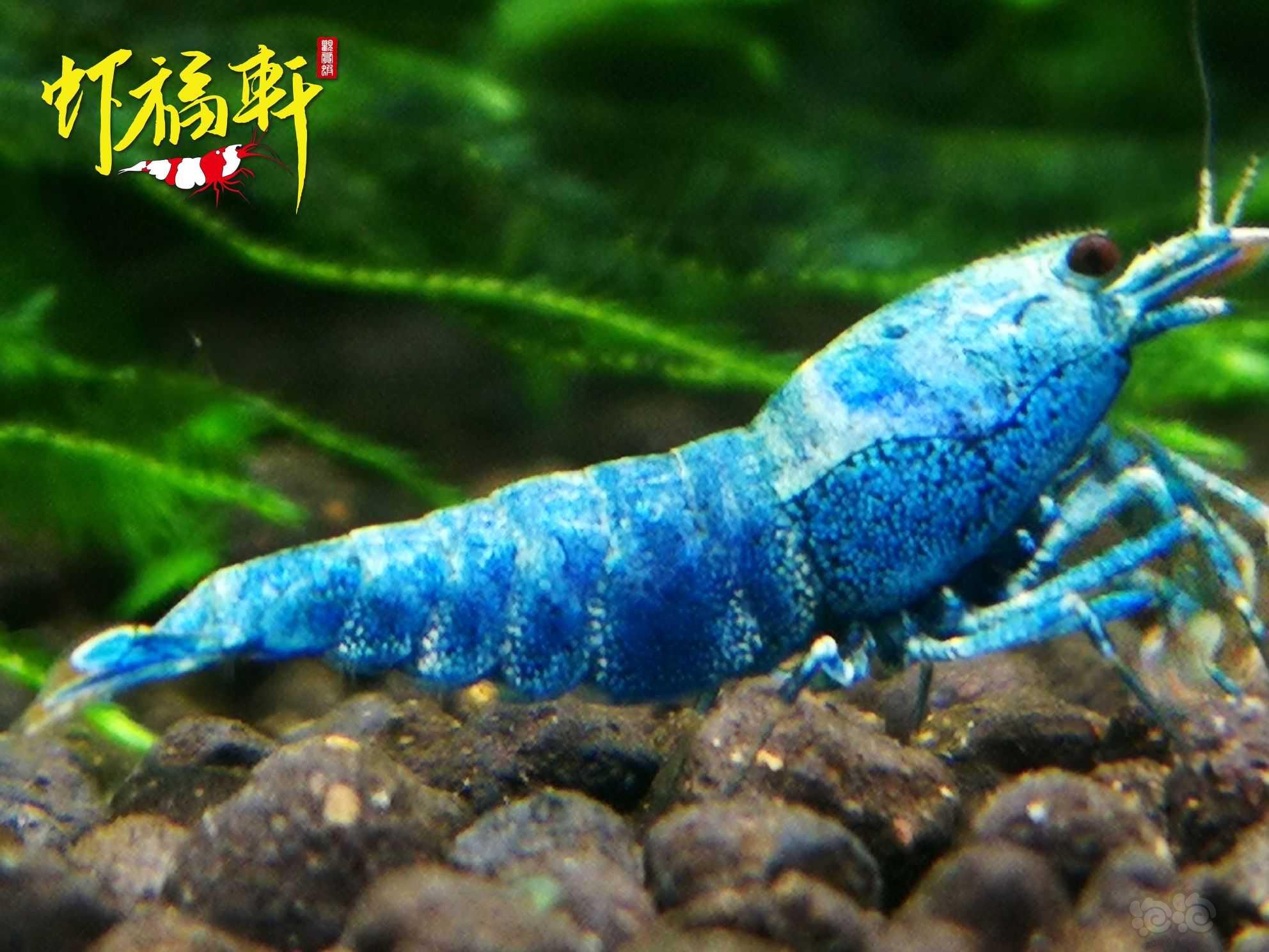 【虾】2022-09-19#RMB拍卖#蓝金刚小新成8只-图8