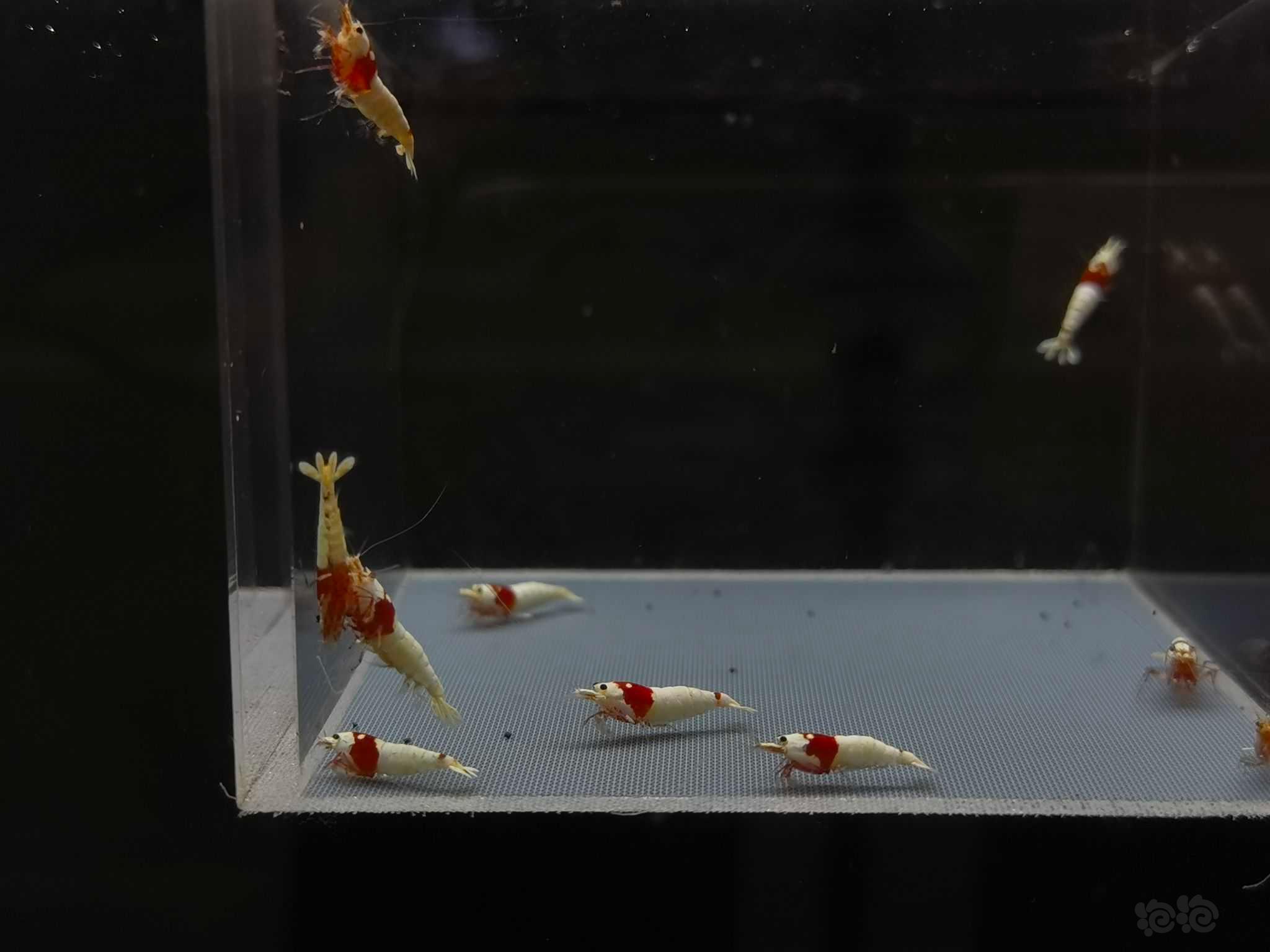 【虾】2022-09-11#RMB拍卖纯血红白10只-图3