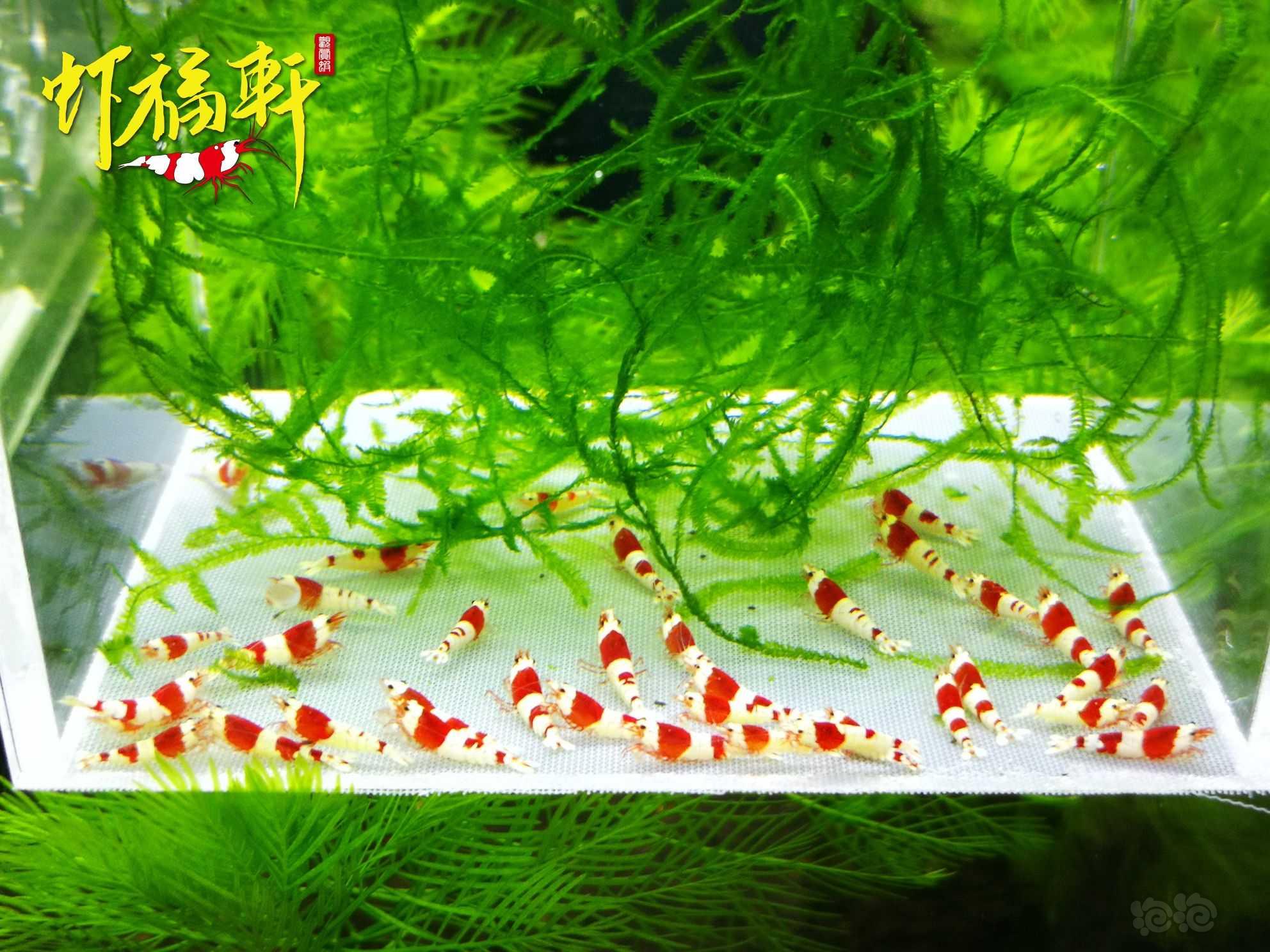 【虾】2022-09-06#RMB拍卖#红白苗38只-图1