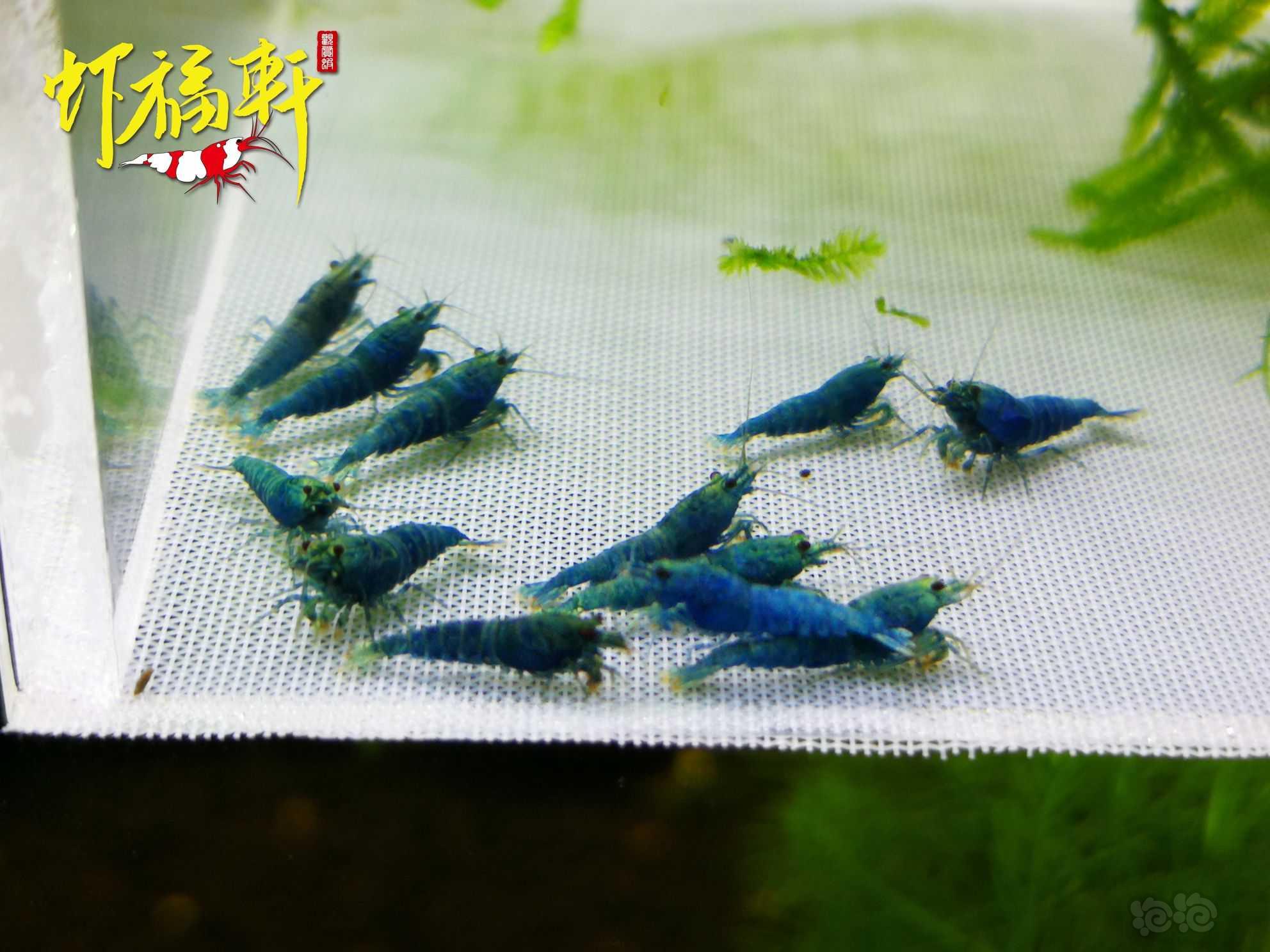 【虾】2022-09-13#RMB拍卖#蓝金刚小苗12只-图3