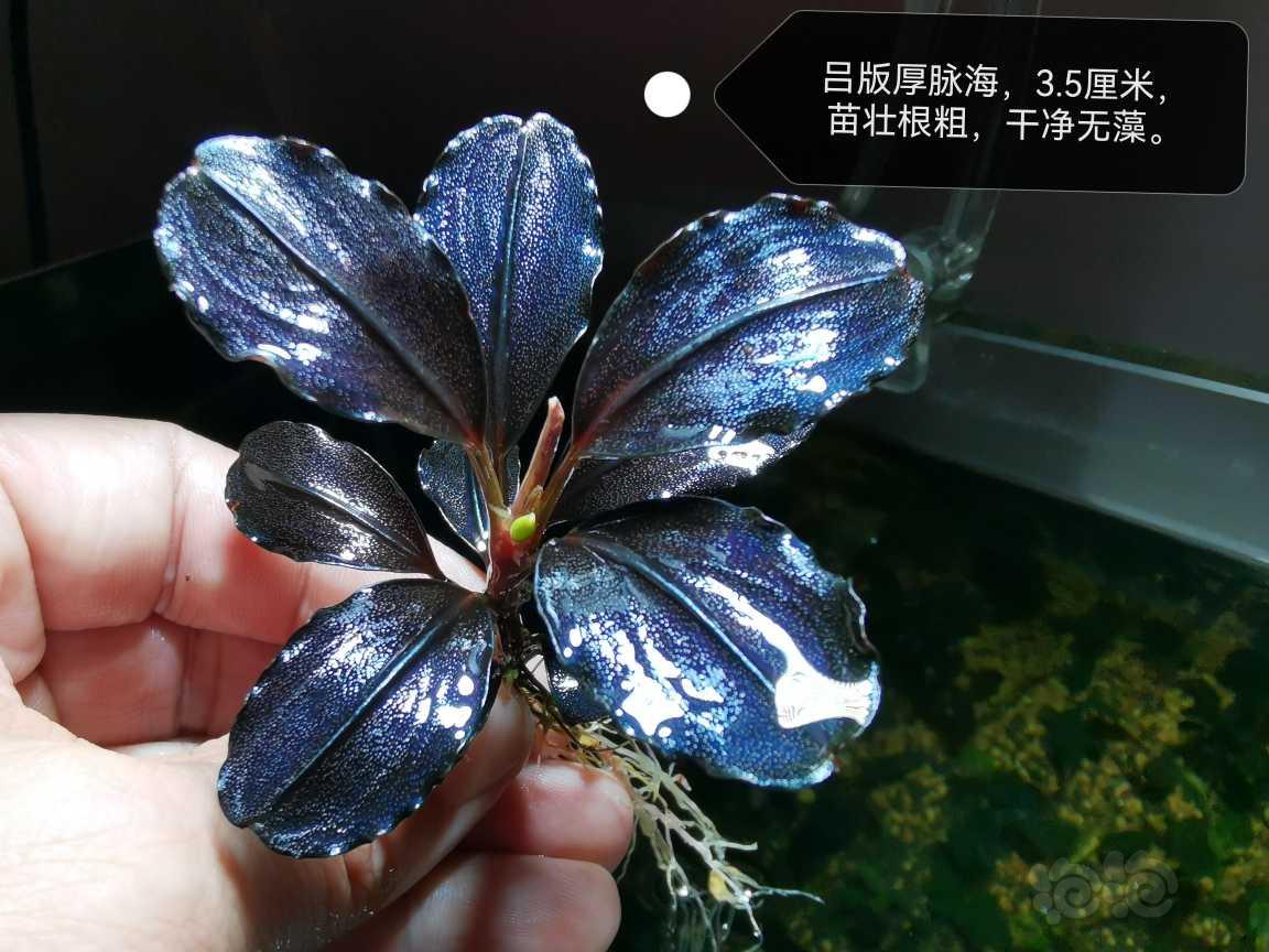 【水草】2022-09-28#RMB拍卖#吕版厚脉海、冰碎14圆海-图1