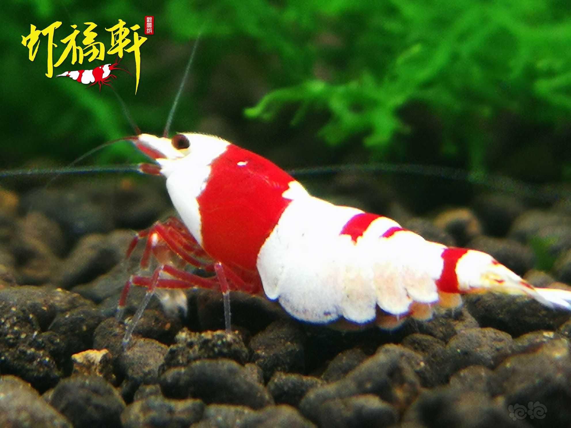 【虾】2022-09-14#RMB拍卖#红白繁殖组5只-图3