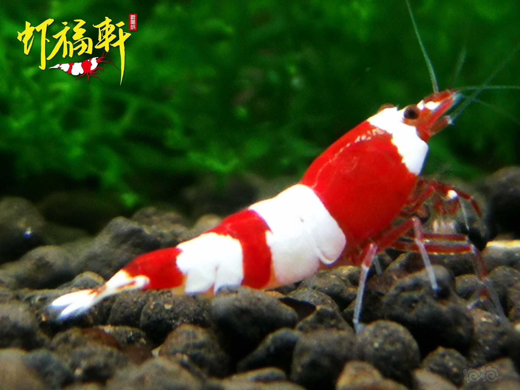 【虾】2022-09-12#RMB拍卖#优质红白三段V型4只-图4