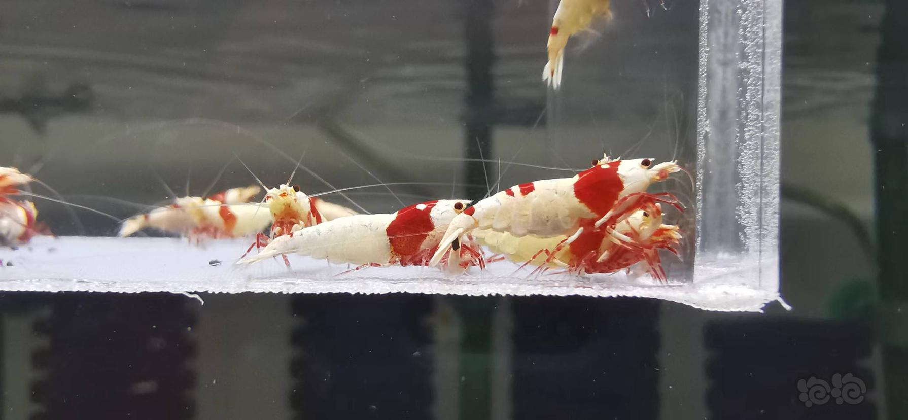 【虾】2022-9-5#RMB拍卖红白水晶虾繁殖组-图5