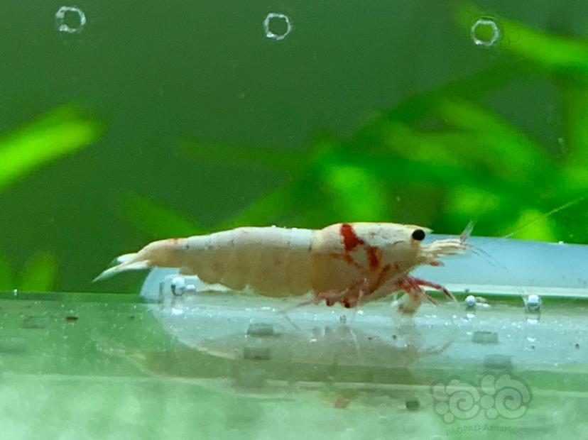 【虾】2022-9-26#RMB拍卖红白水晶虾-图4