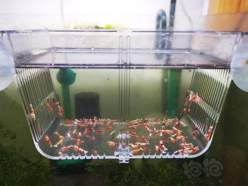 【虾】2022-09-26#RMB拍卖红花虎淘汰一组100只-图5