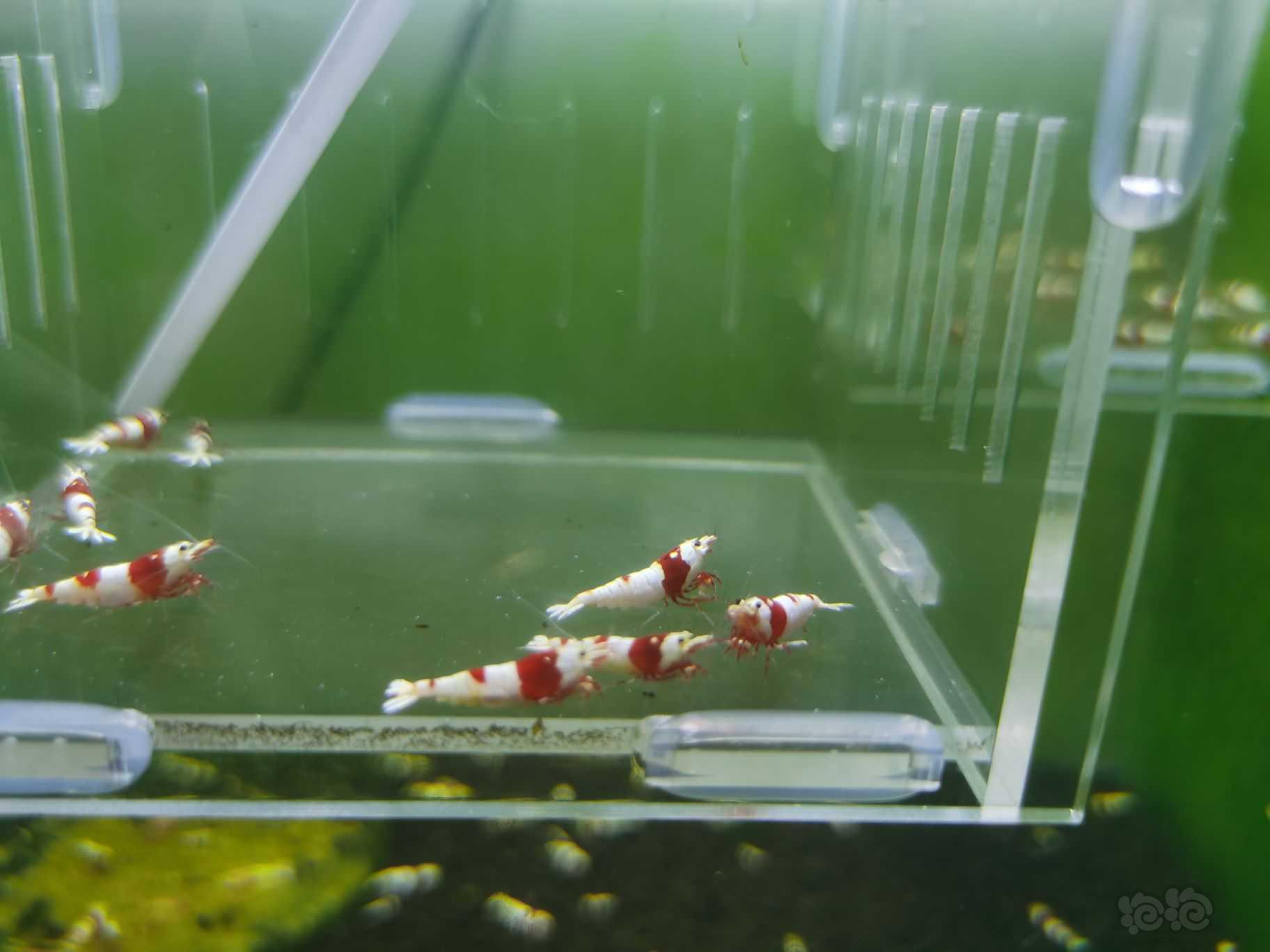 【水晶虾】出一份红白繁殖组10只送2只-图3