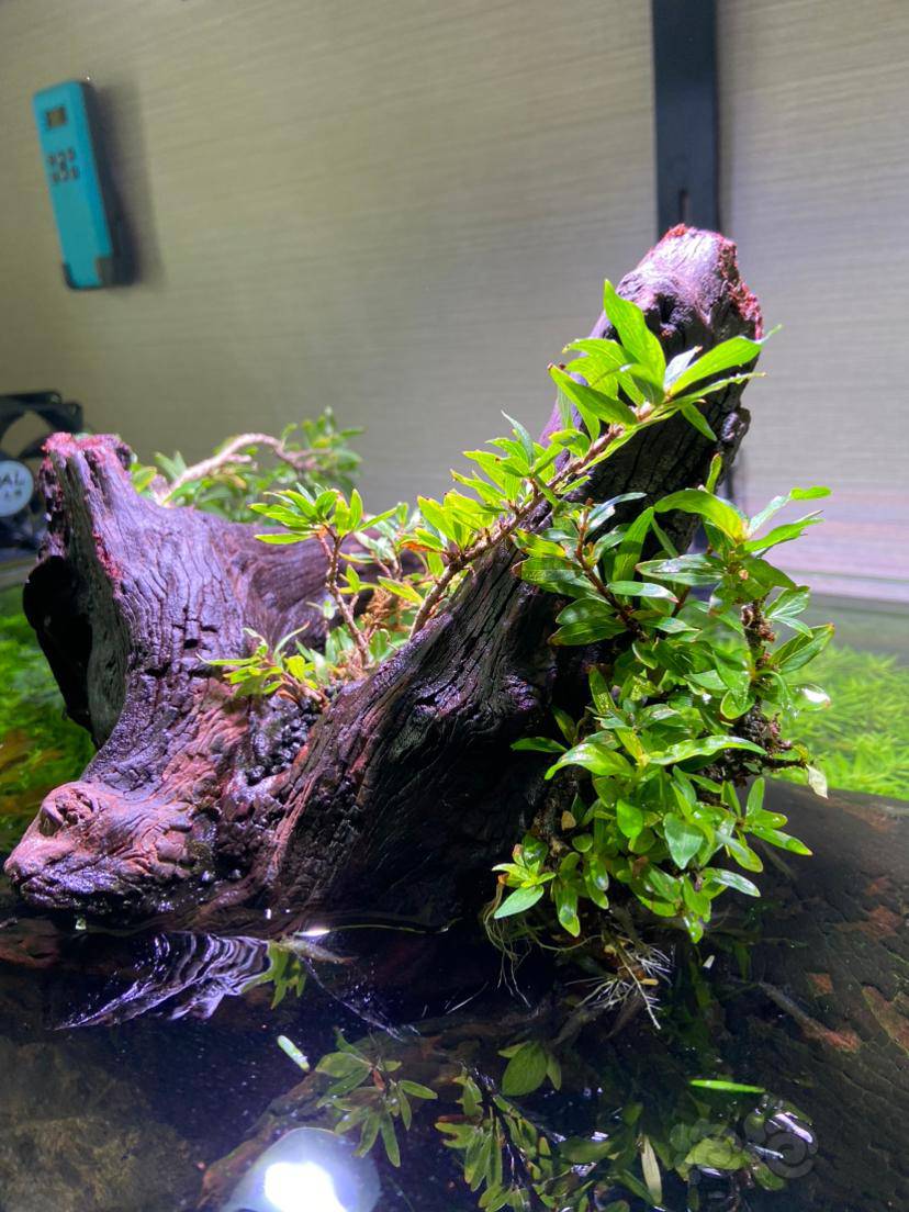 养了一个月的水杨梅-图1