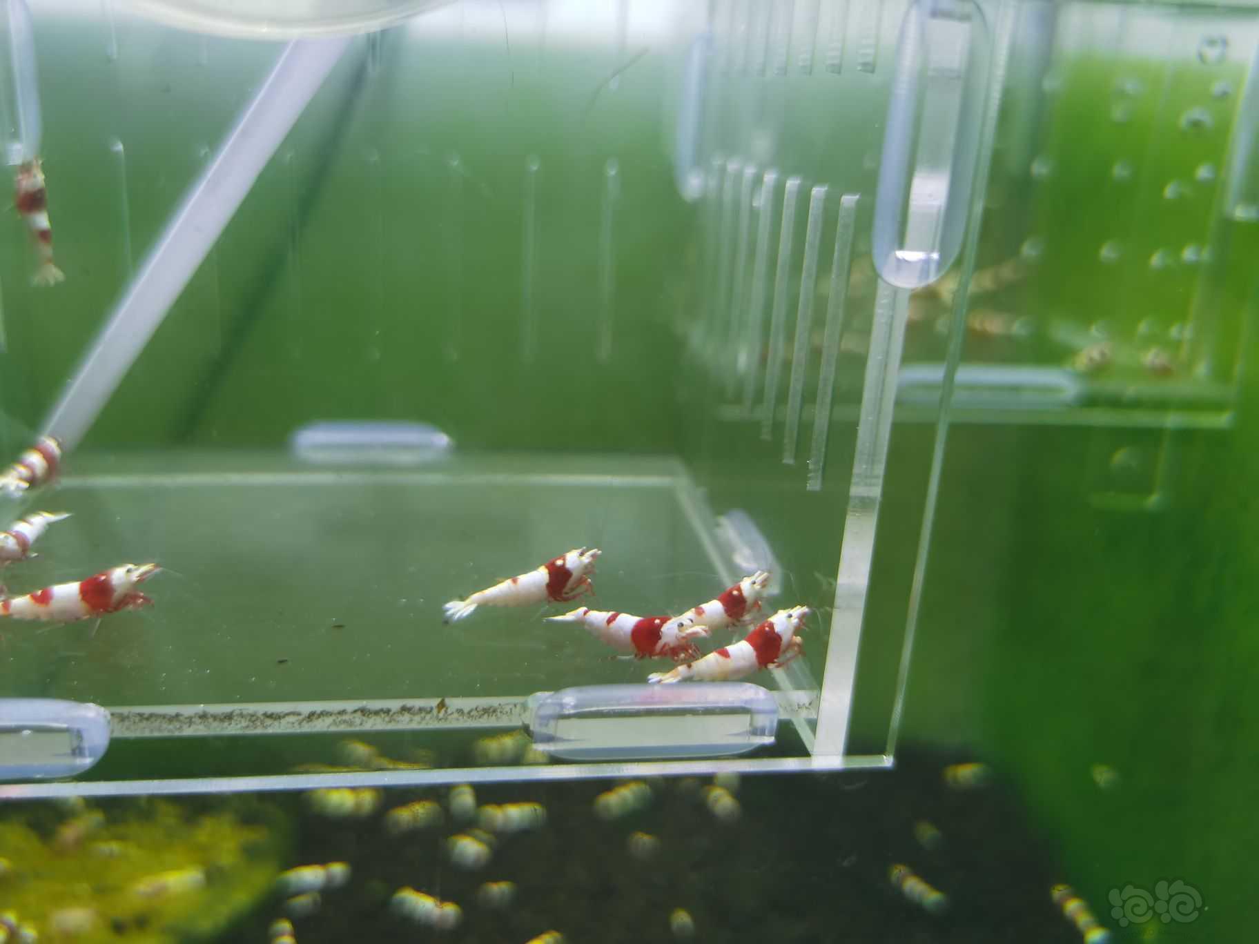 【水晶虾】出一份10只红白繁殖组-图2