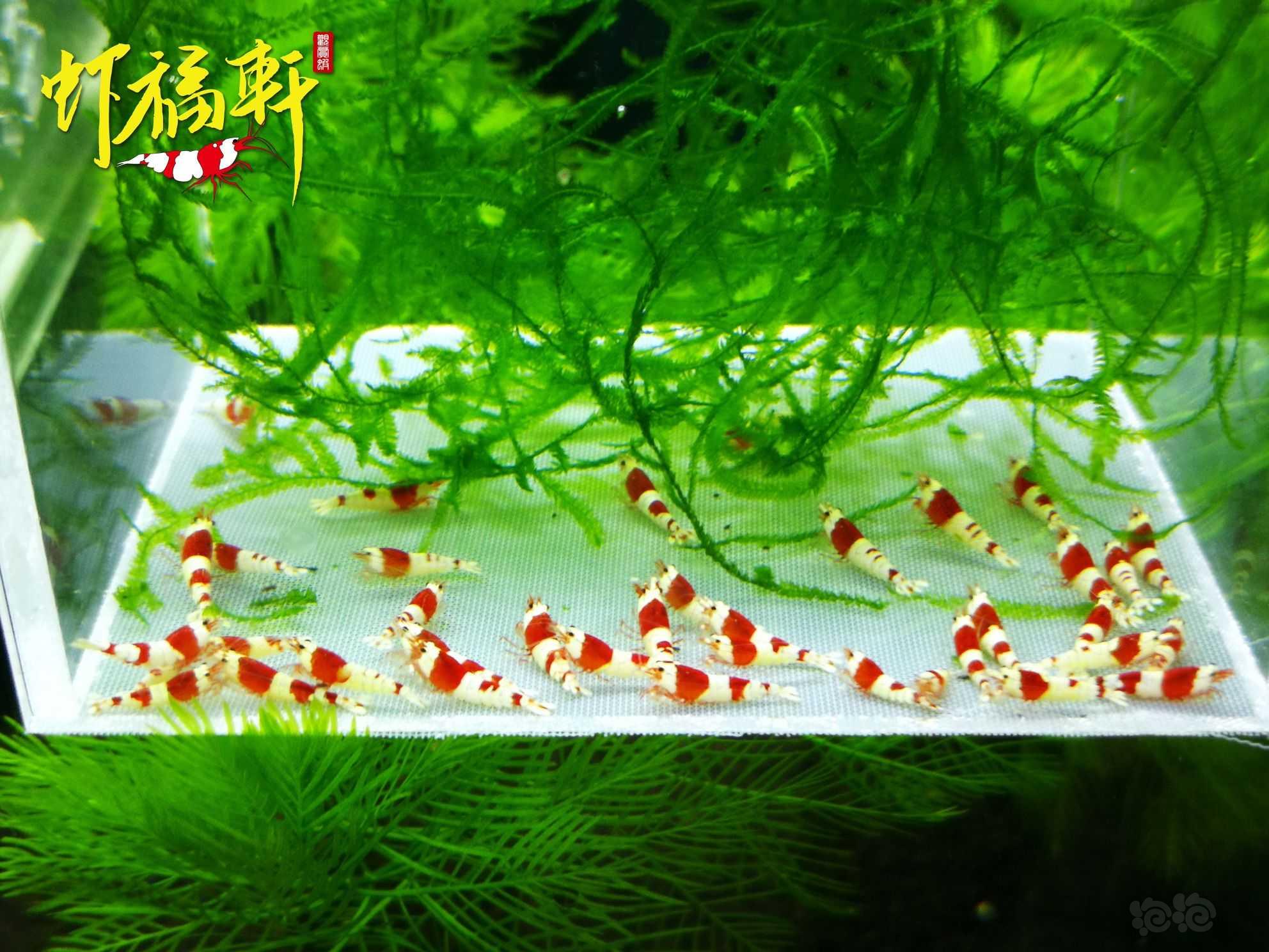 【虾】2022-09-06#RMB拍卖#红白苗38只-图3