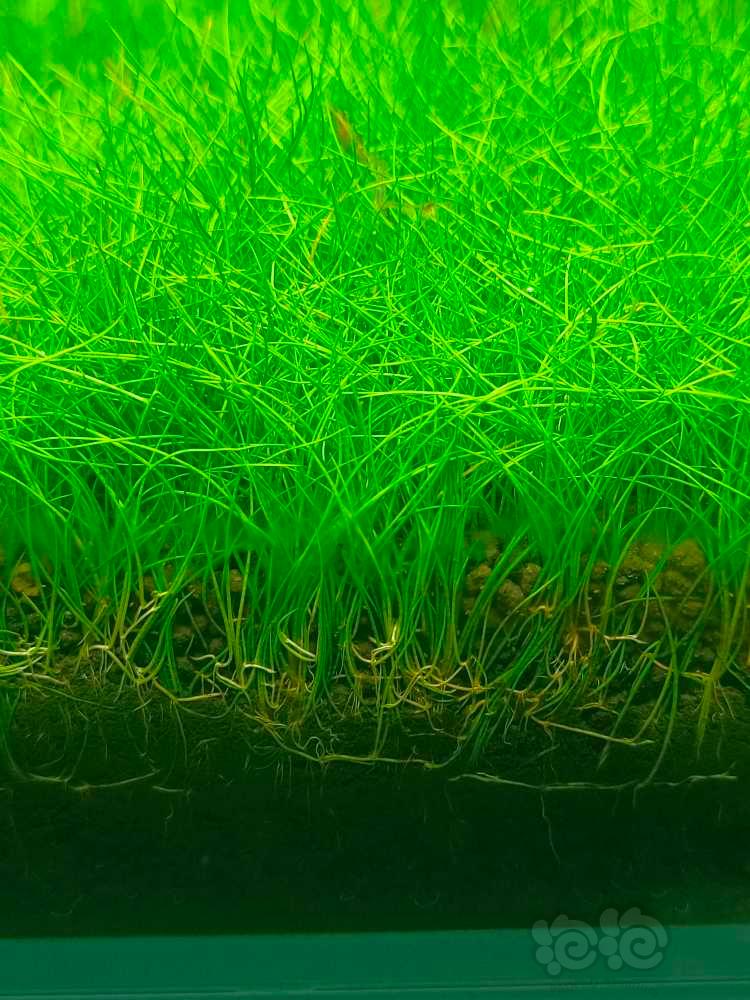 出高品质水草，无藻无螺，保证品质-图20