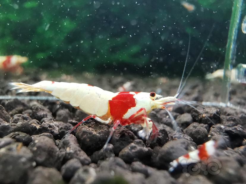 【虾】2022-09-07#RMB拍卖#红白水晶虾两只-图4