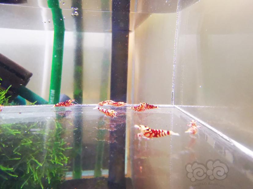 【虾】2022-09-26#RMB拍卖红花虎幼虾一组20只-图6