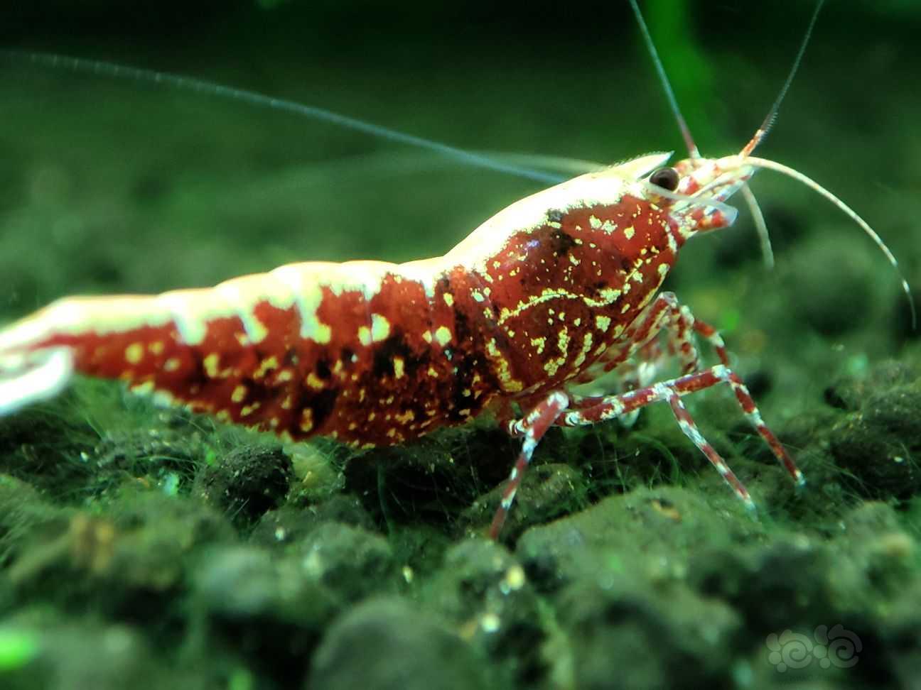 【虾】2022-09-16#RMB拍卖红银河母虾3只-图2