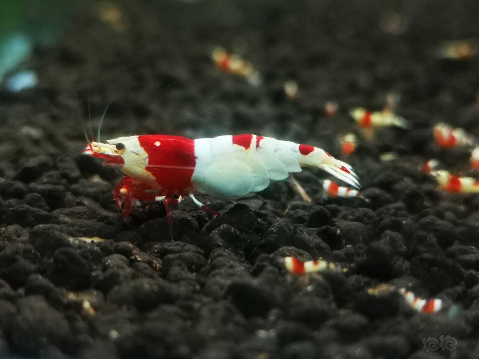 【水晶虾】红白纯血母一只 种虾  送一公-图1