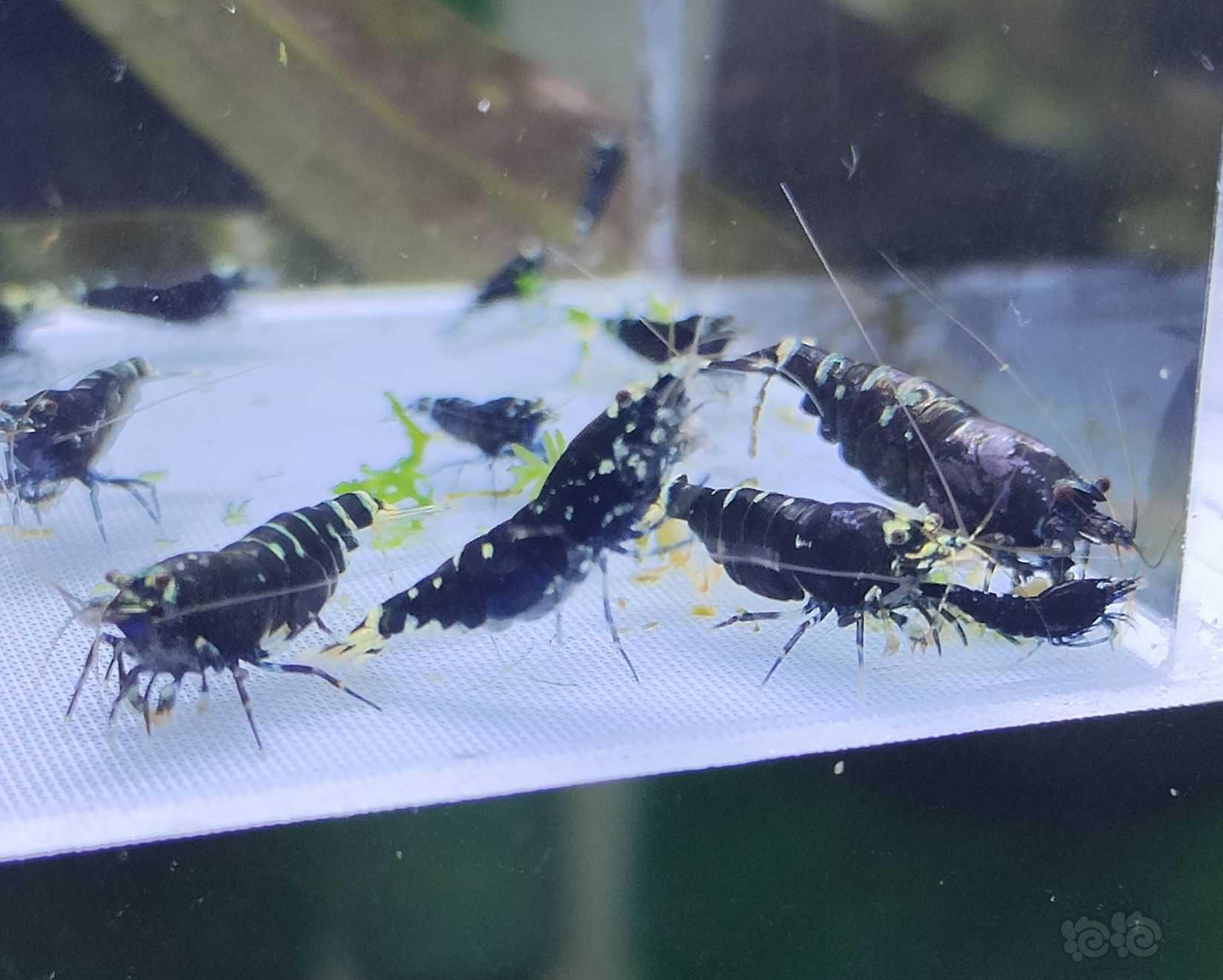 【水晶虾】出金属紫1公6母繁殖组+10只苗-图6