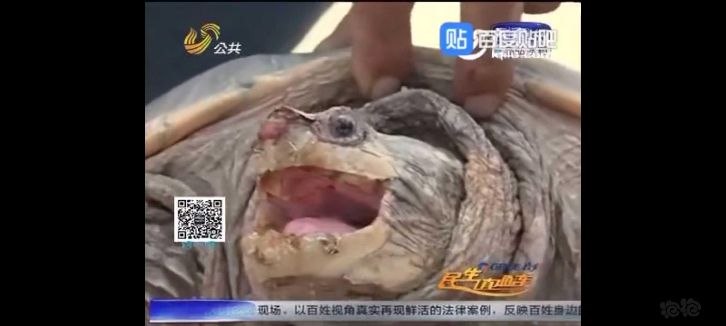 《中华大草龟》-图2