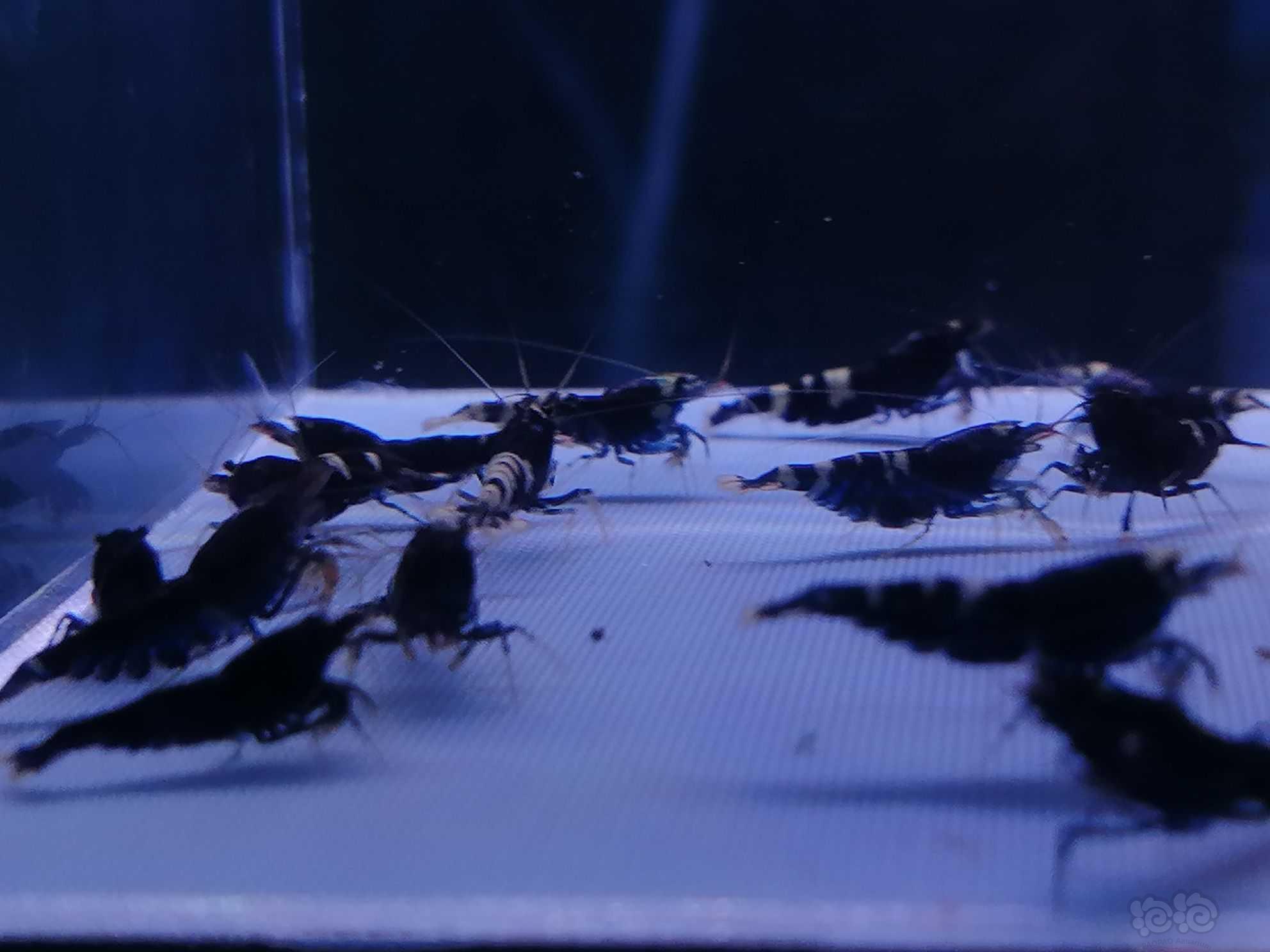 【虾】2022-09-27＃RMB拍卖金属紫繁殖组30只。-图5