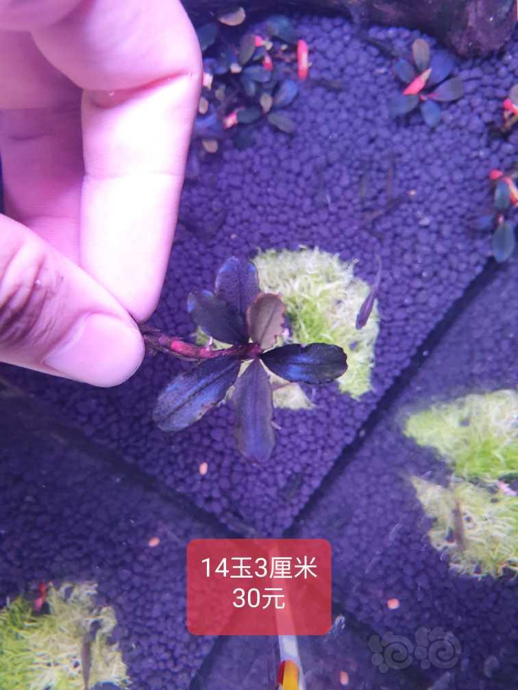 【辣椒榕】14玉，侏儒丛，红脉玉50包邮-图1