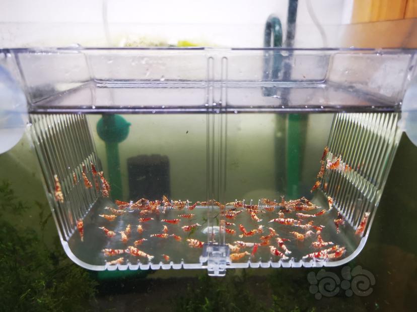 【虾】2022-09-26#RMB拍卖红花虎淘汰一组100只-图3