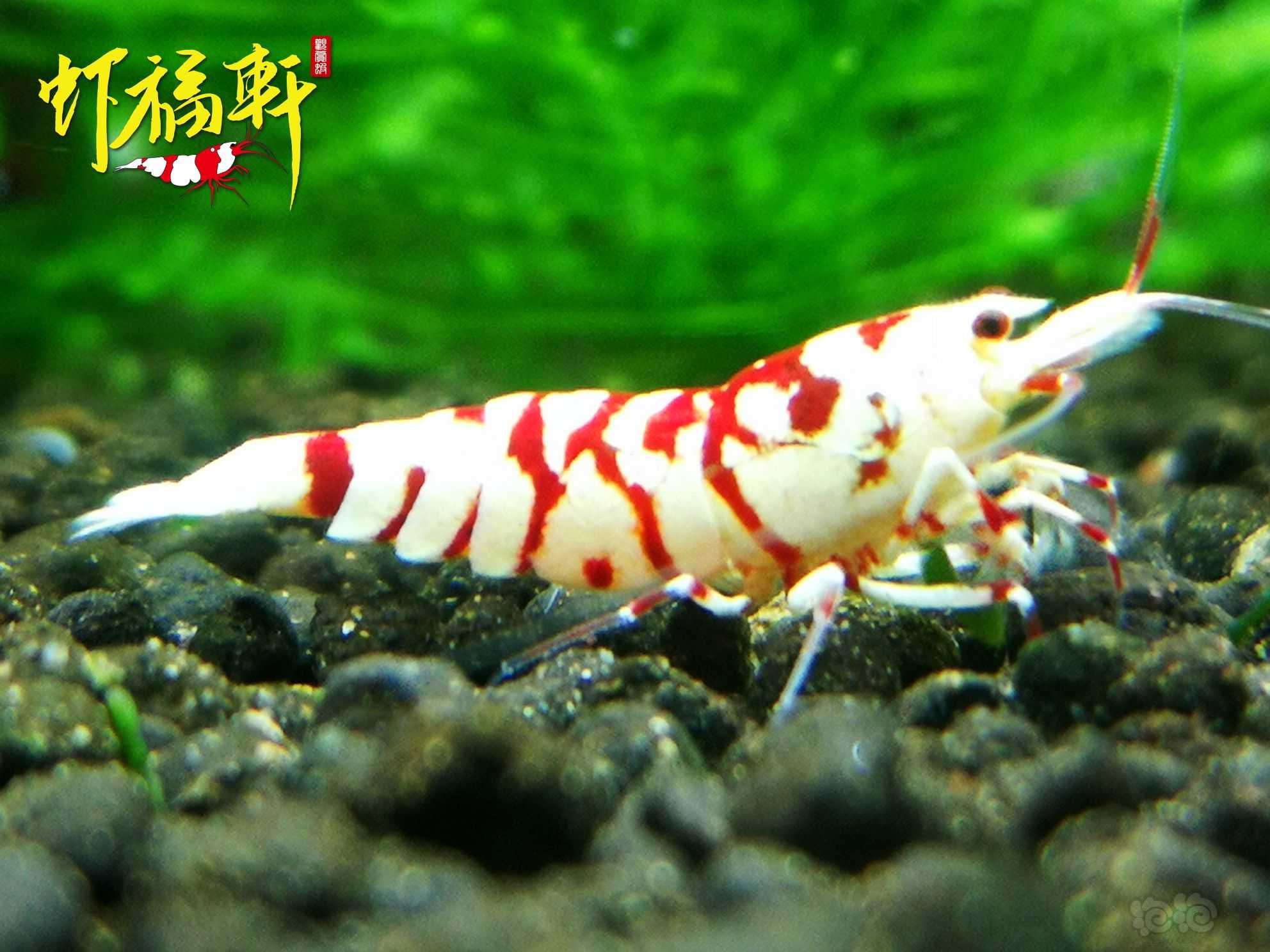 【虾】2022-09-06#RMB拍卖#优质红花虎2只-图4