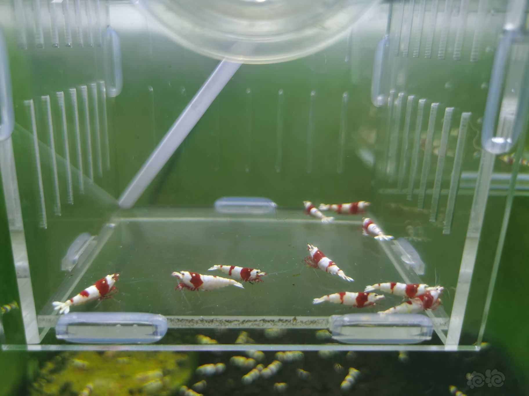 【水晶虾】出一份10只红白繁殖组-图4