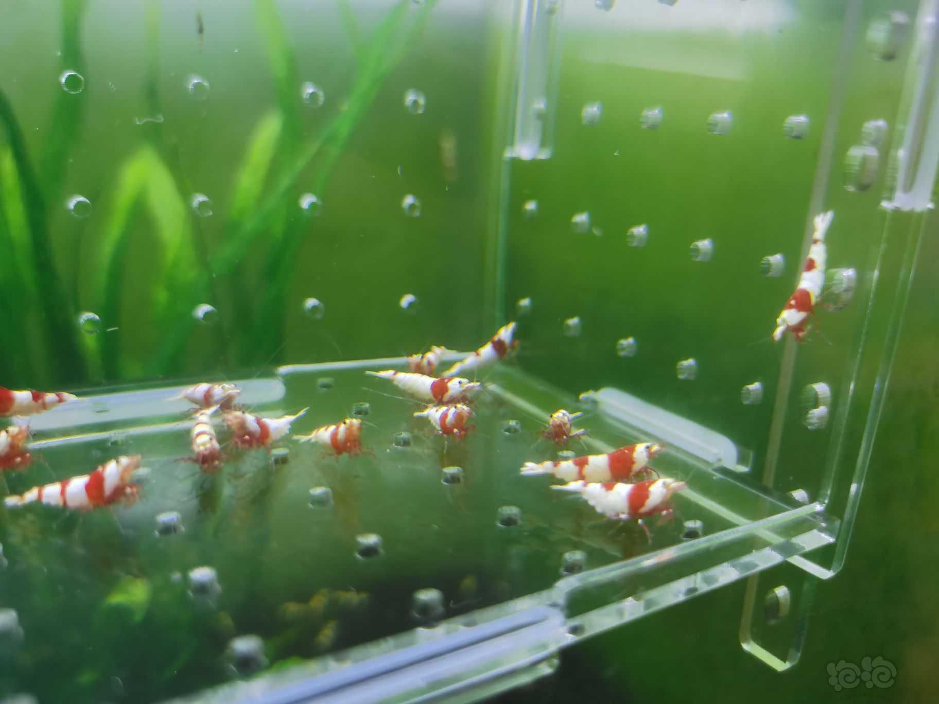 【水晶虾】低价出一份淘汰红白繁殖组-图4