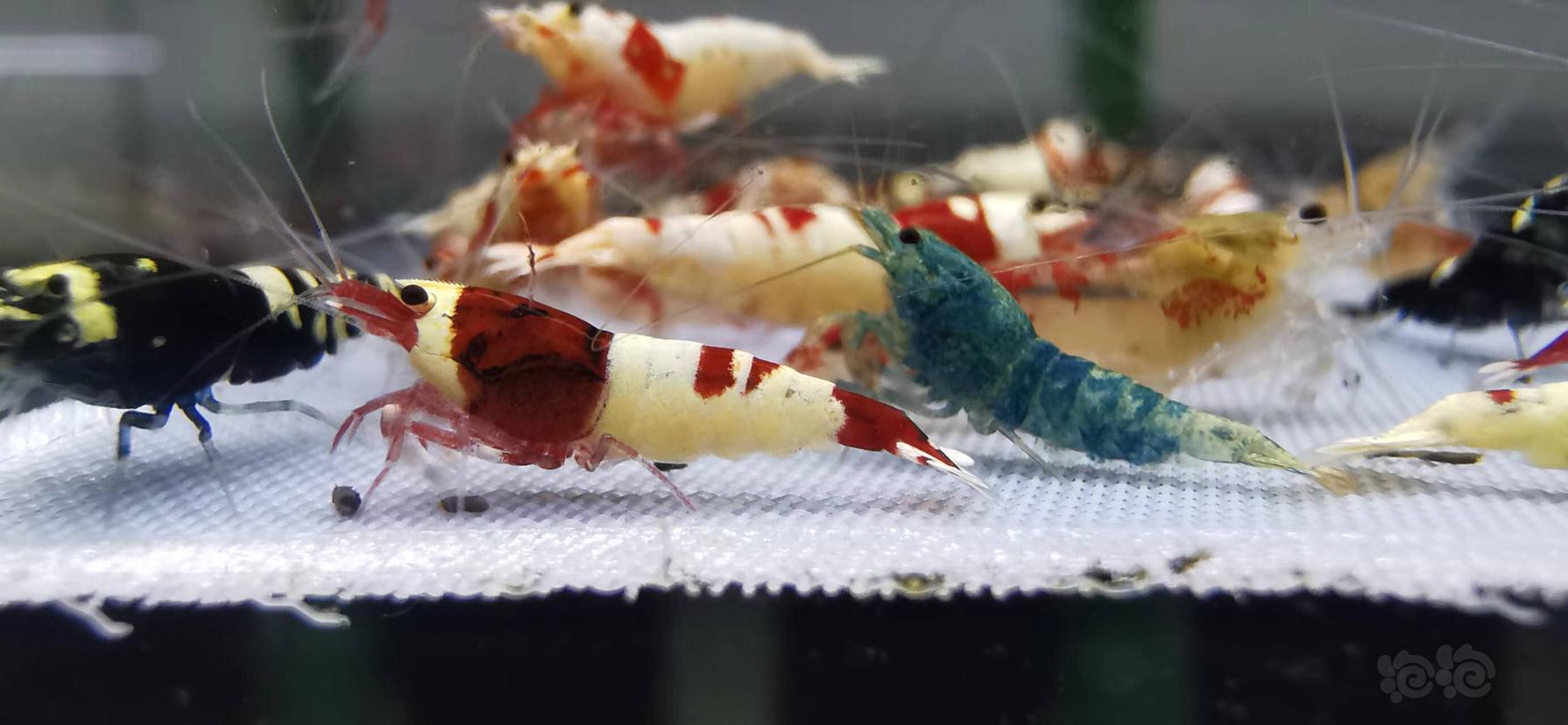 【虾】2022-09-05#RMB拍卖#水晶虾一份50只-图1