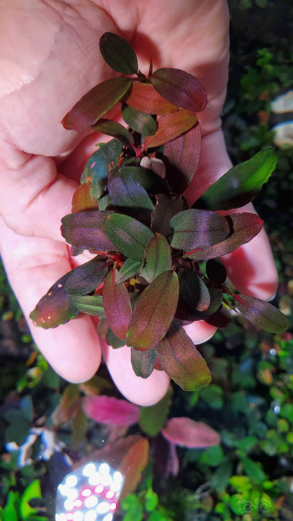 不知名发色辣椒榕4丛-图9