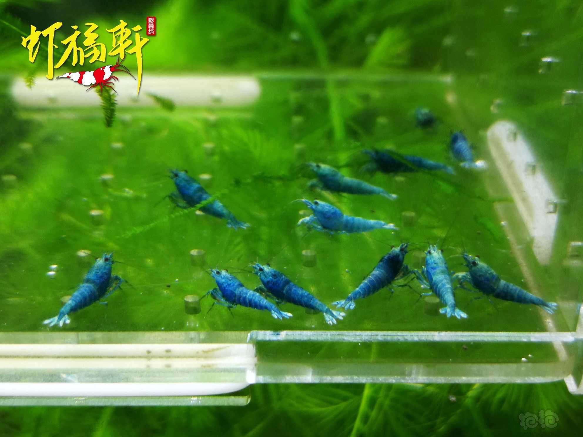 【虾】2022-09-21#RMB拍卖#蓝金刚小苗12只-图2