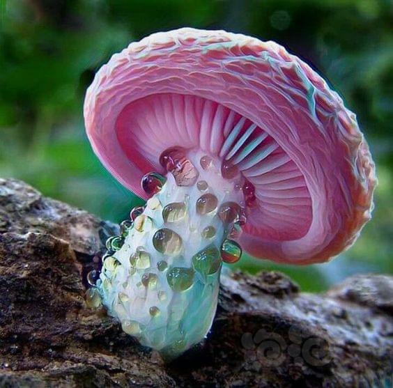 漂亮的蘑菇🍄-图1