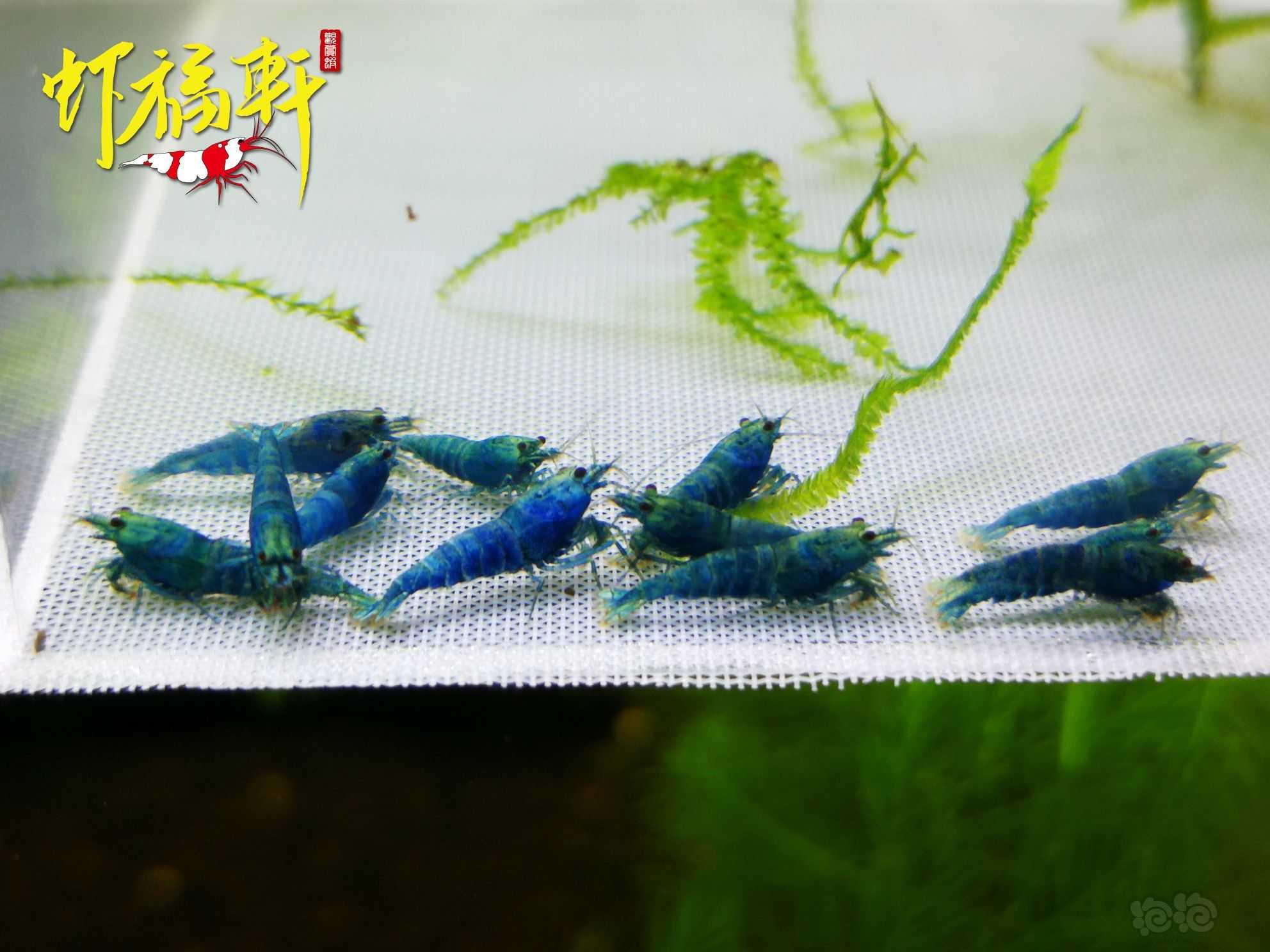 【虾】2022-09-13#RMB拍卖#蓝金刚小苗12只-图2