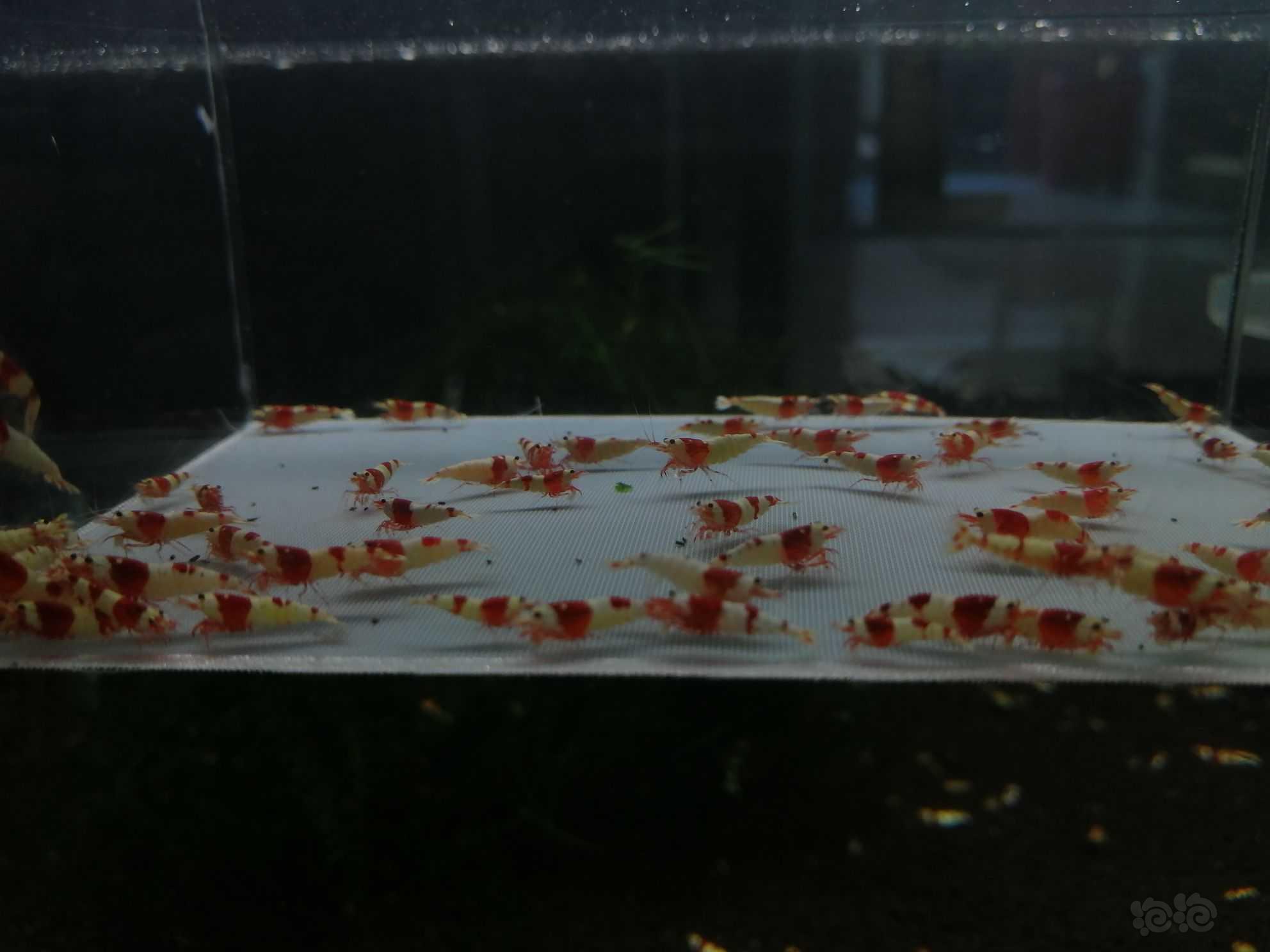 【虾】2022-09-21＃RMB拍卖纯血红白幼虾78只。-图4