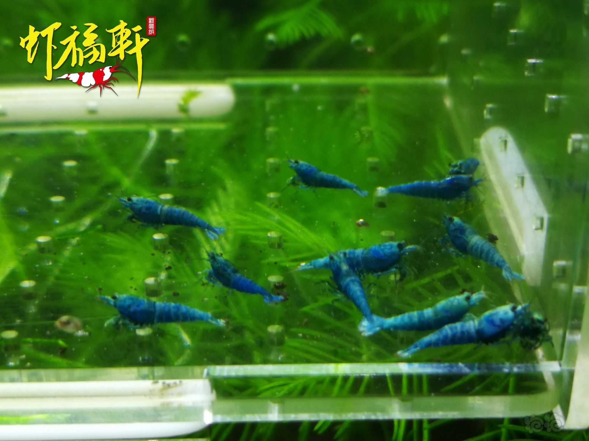 【虾】2022-09-17#RMB拍卖#优质蓝金刚小苗12只-图3