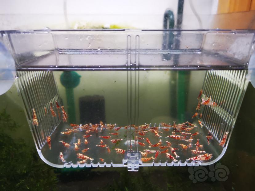 【虾】2022-09-26#RMB拍卖红花虎淘汰一组100只-图2