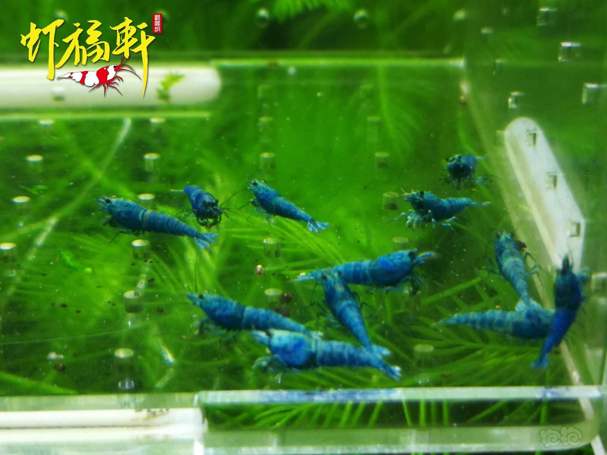 【虾】2022-09-17#RMB拍卖#优质蓝金刚小苗12只-图4