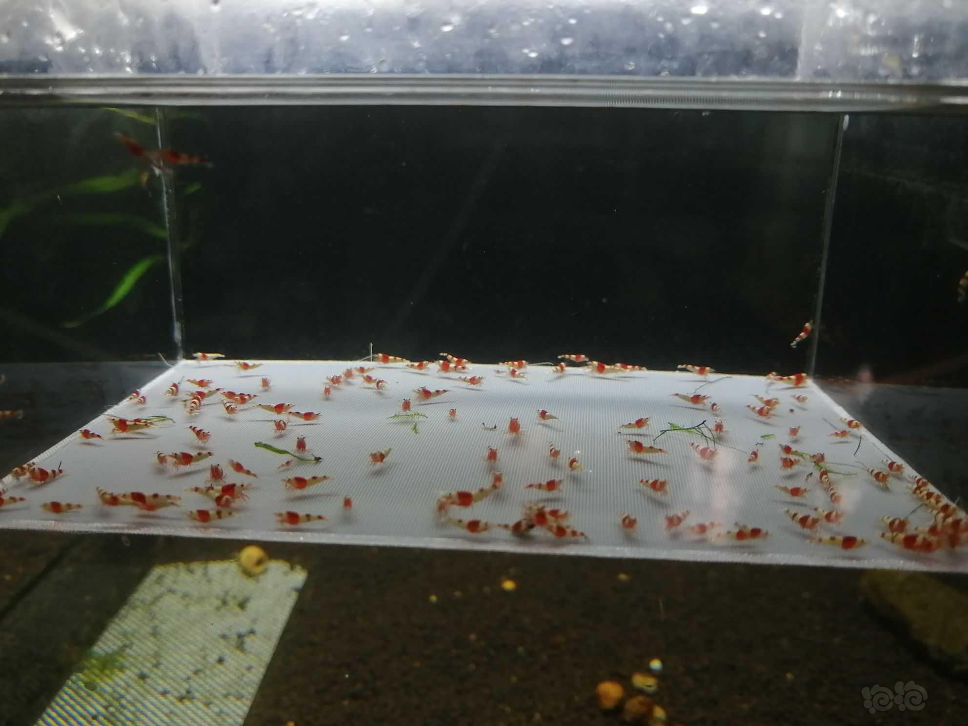 【虾】2022-09-27＃RMB拍卖纯血红白幼虾120只。-图9